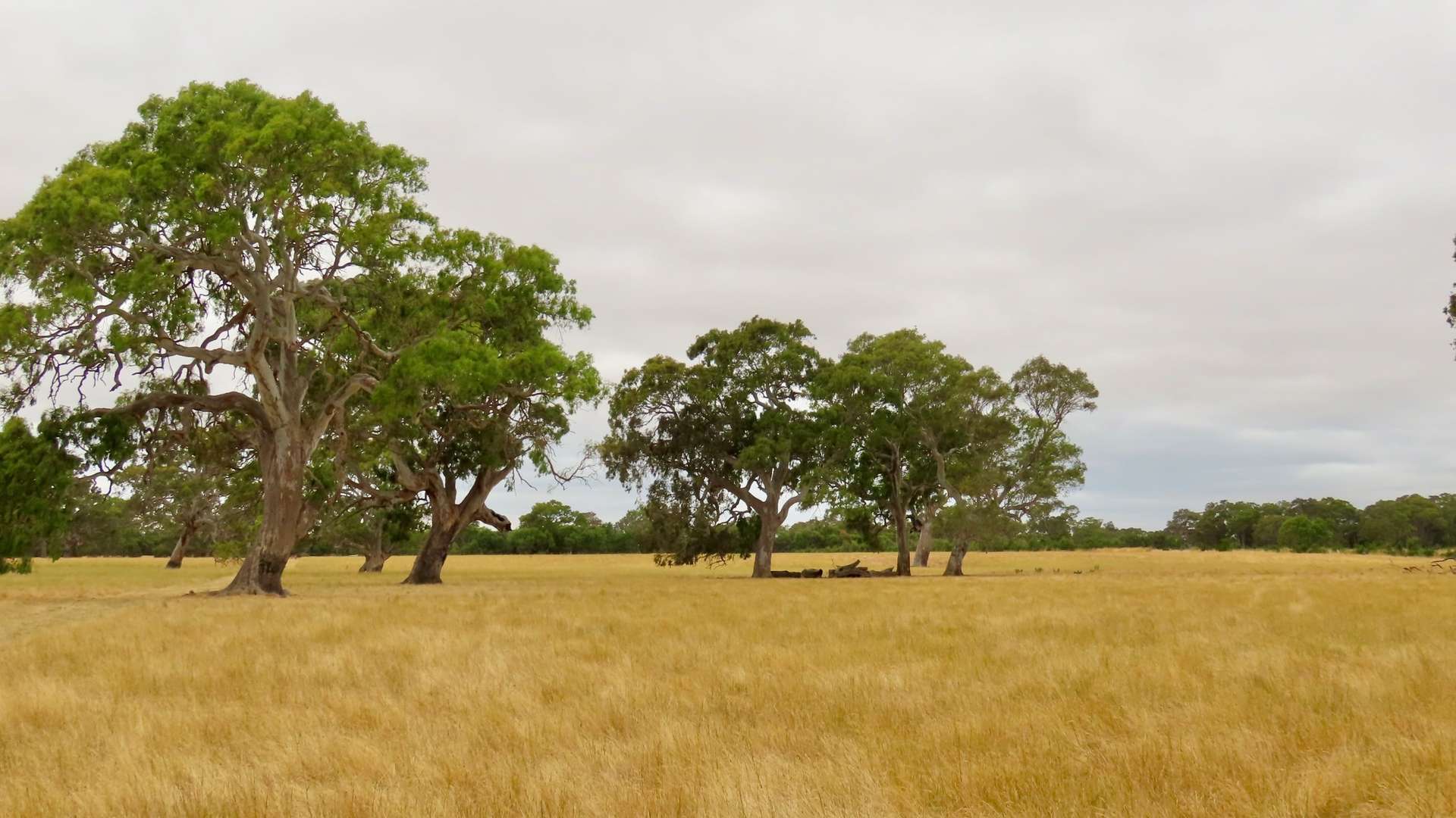 Lot 899 Mount McIntyre Road, Kalangadoo Auction by Farmbuy.com - image 15