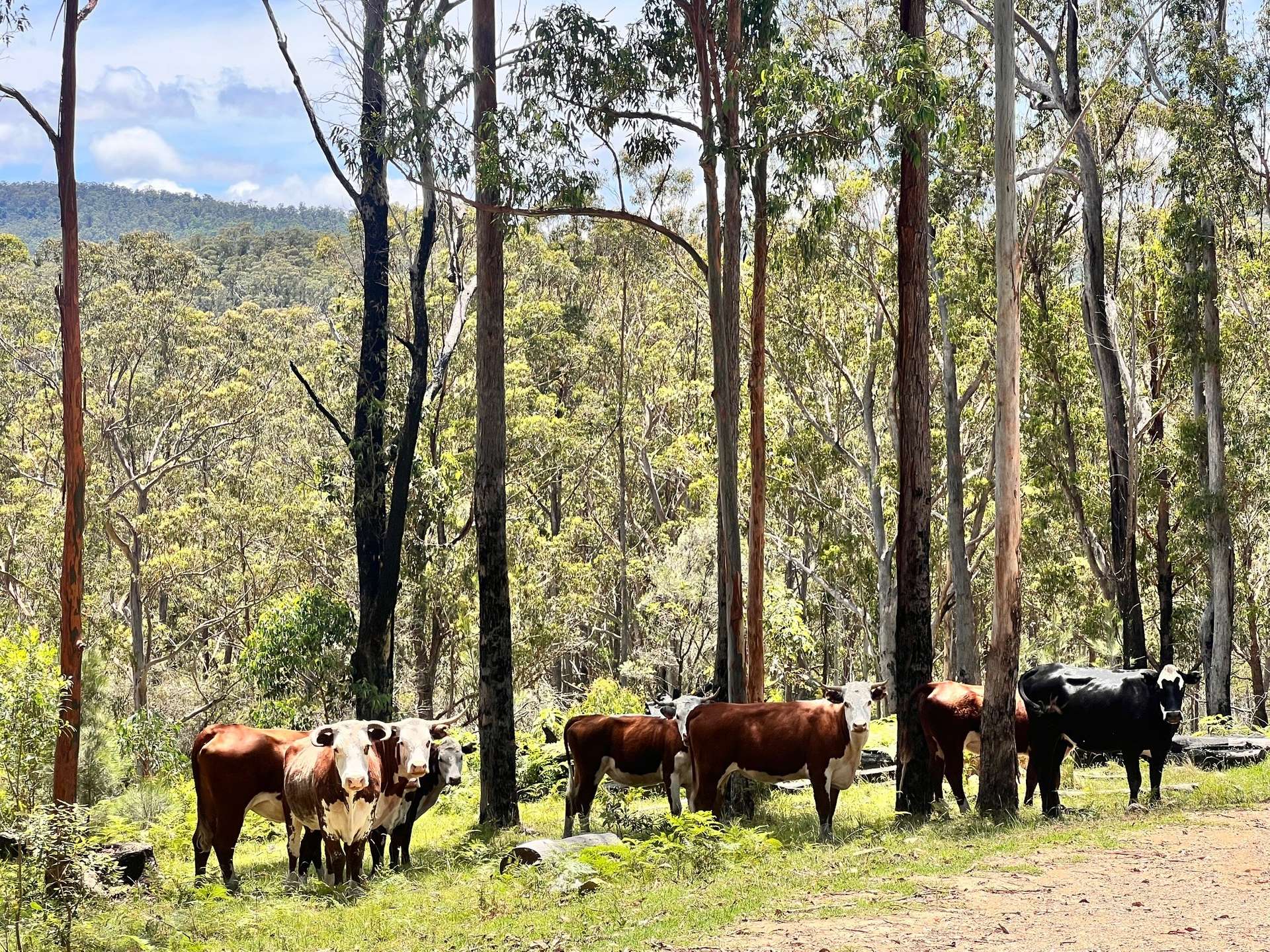 191 Sheepstation Creek Road, Dundurrabin For Sale by Farmbuy.com - image 16