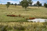 733 Niangala Road, Woolbrook For Sale by Raine & Horne Armidale