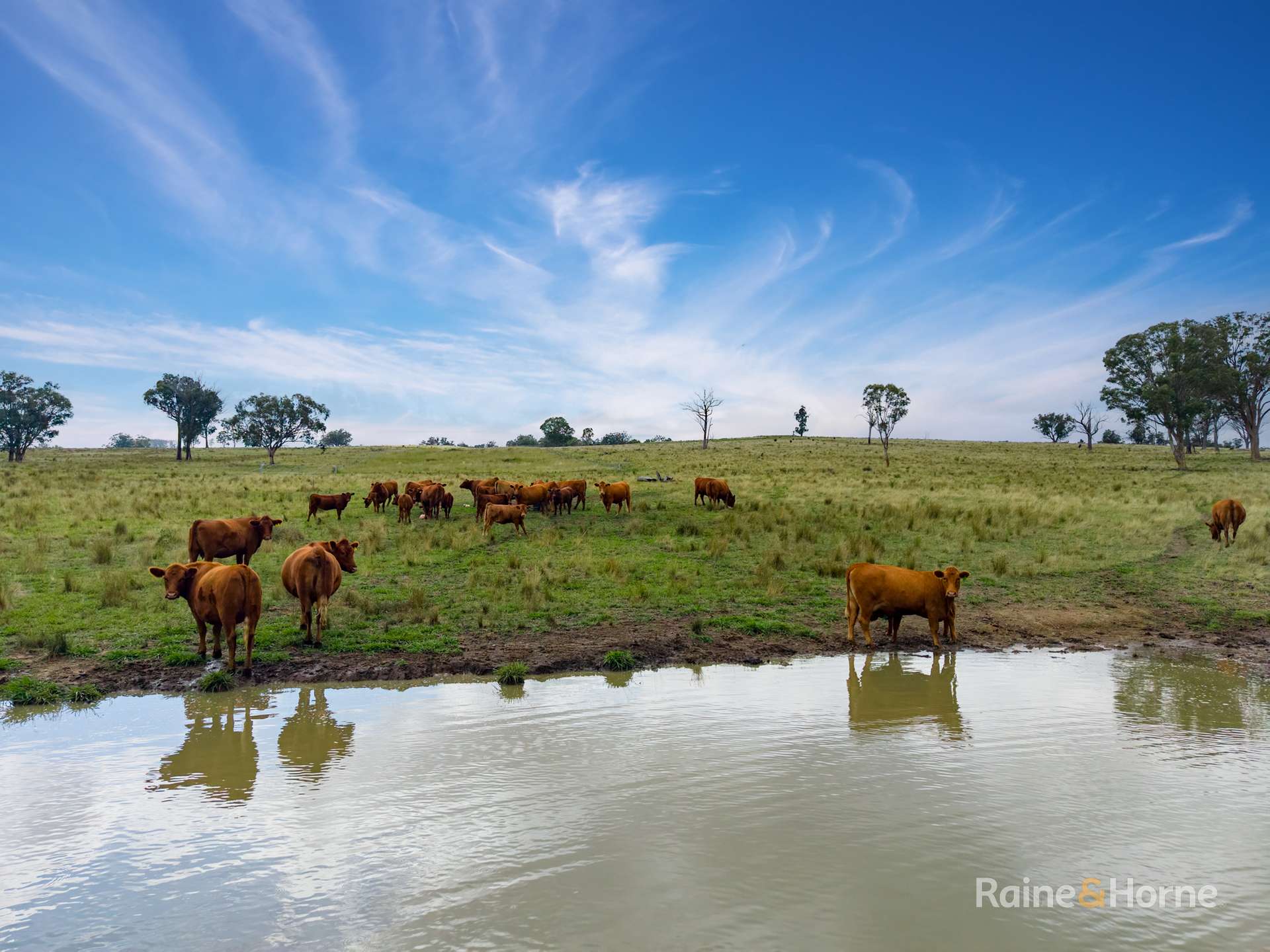733 Niangala Road, Woolbrook For Sale by Farmbuy.com - image 5