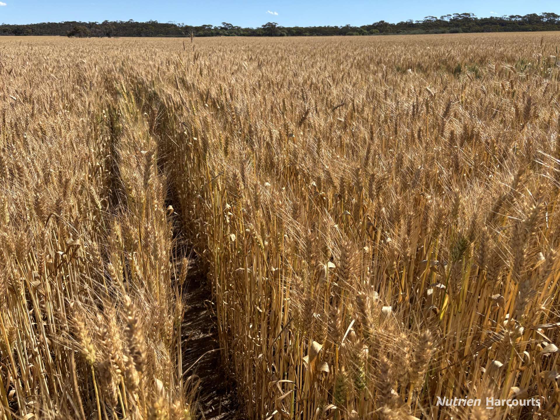 . 'Forrestine Farm', Cunderdin Sold by Farmbuy.com - image 7