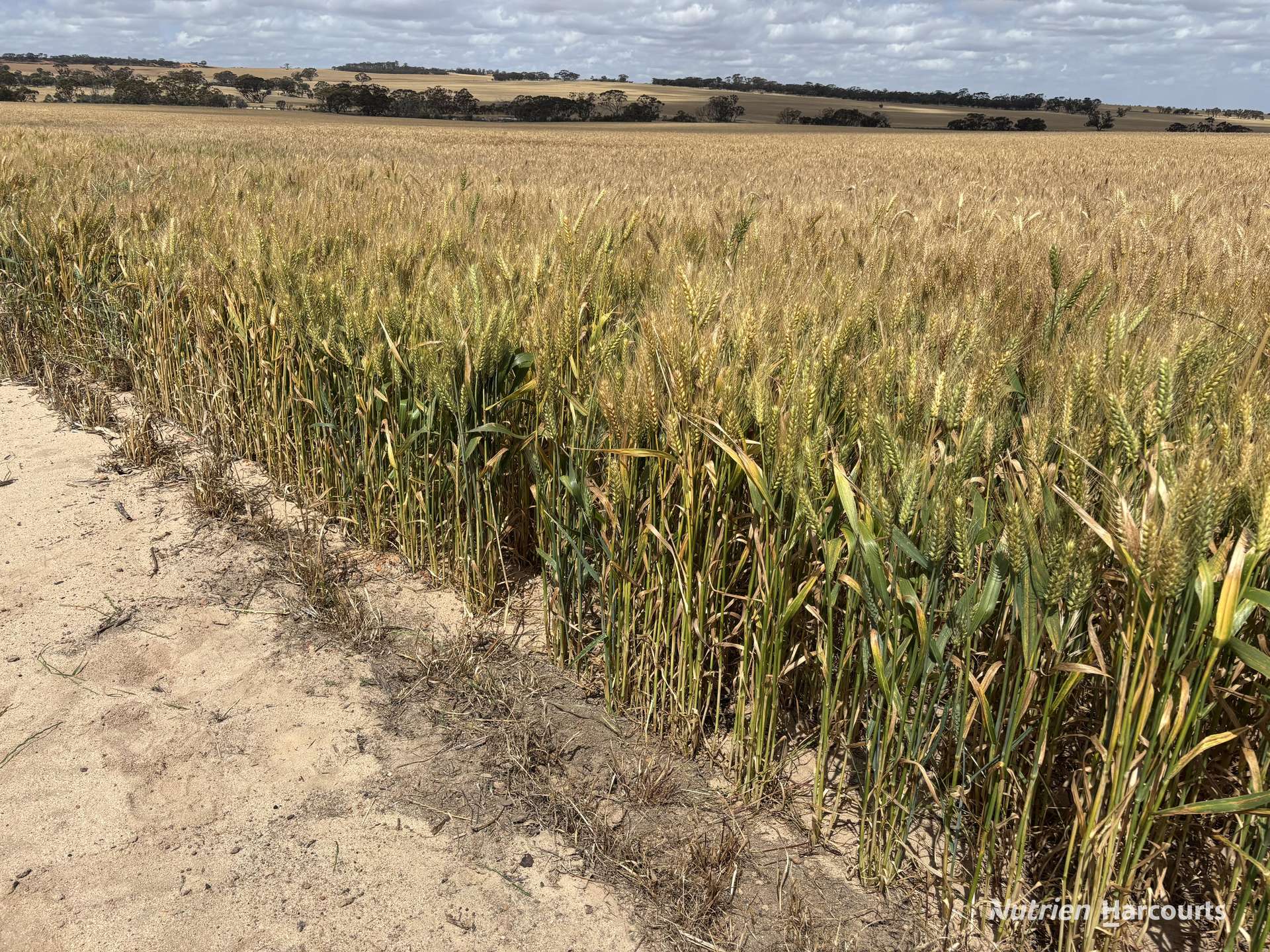 . 'Forrestine Farm', Cunderdin Sold by Farmbuy.com - image 22