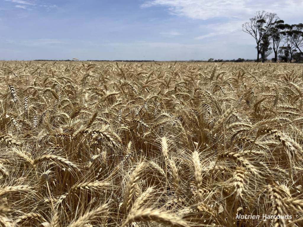 . 'Wilson Downs', Cunderdin WA 6407