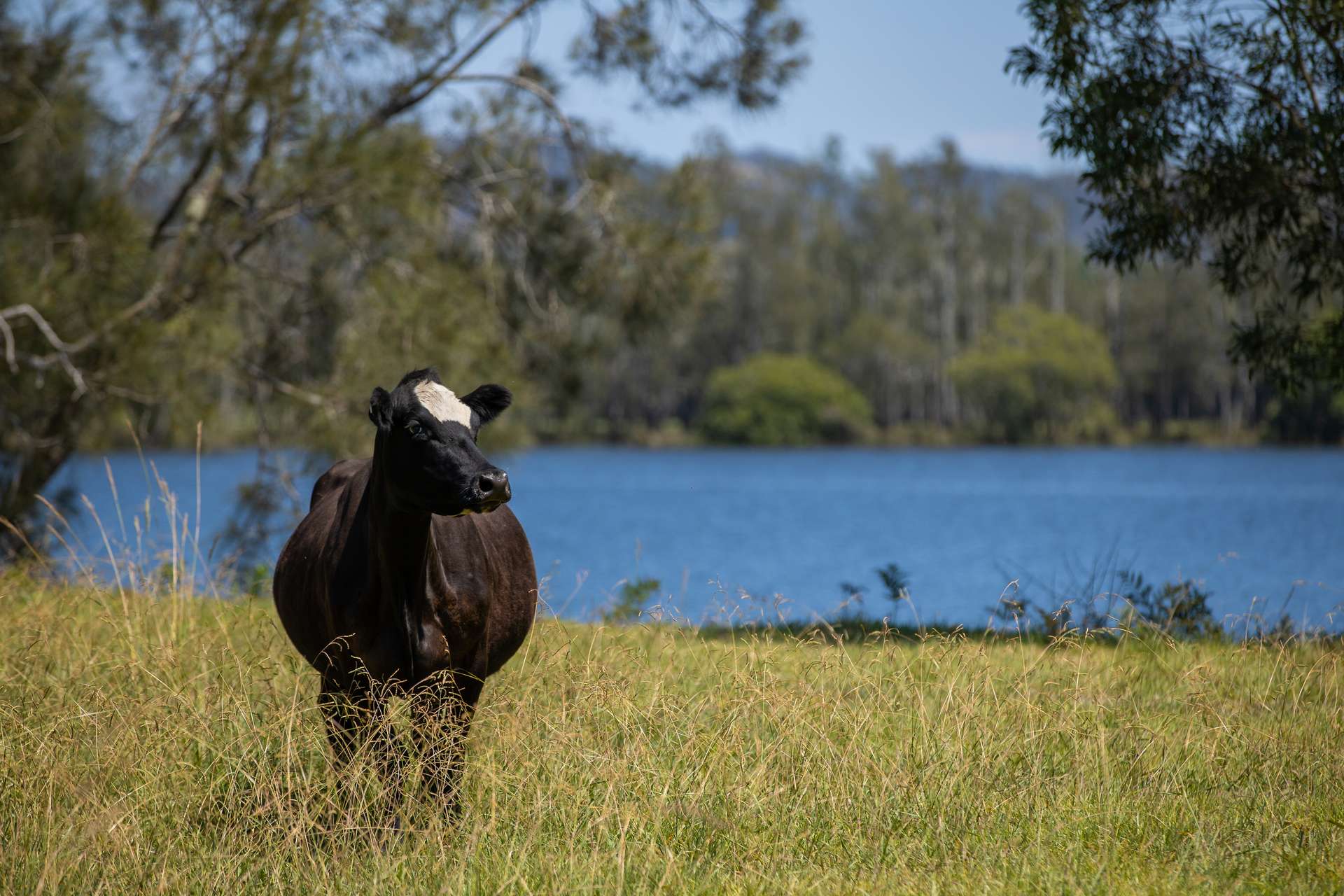 79, 81 & 249 Elliots Road, Nabiac For Sale by Farmbuy.com - image 27