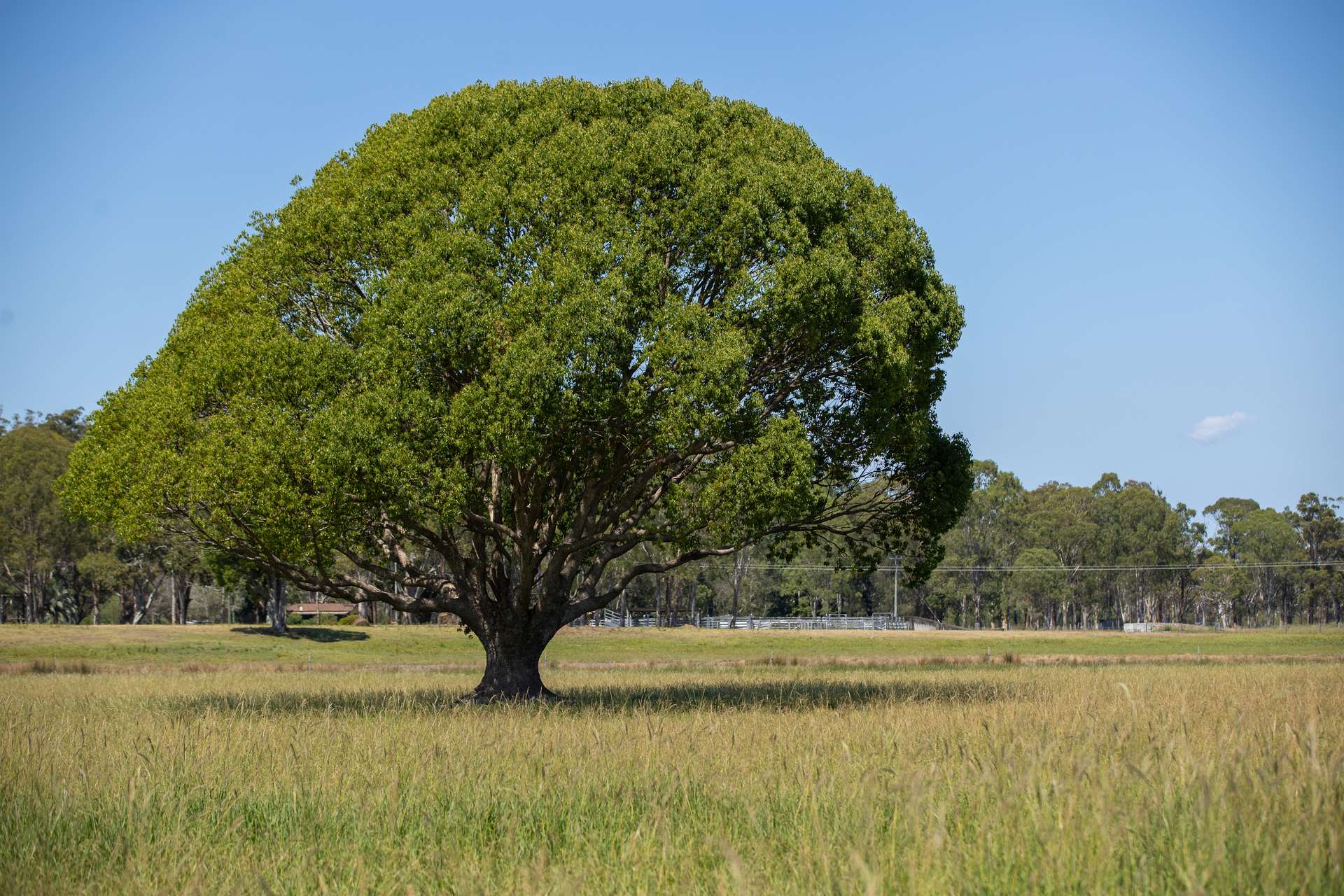 79, 81 & 249 Elliots Road, Nabiac For Sale by Farmbuy.com - image 29