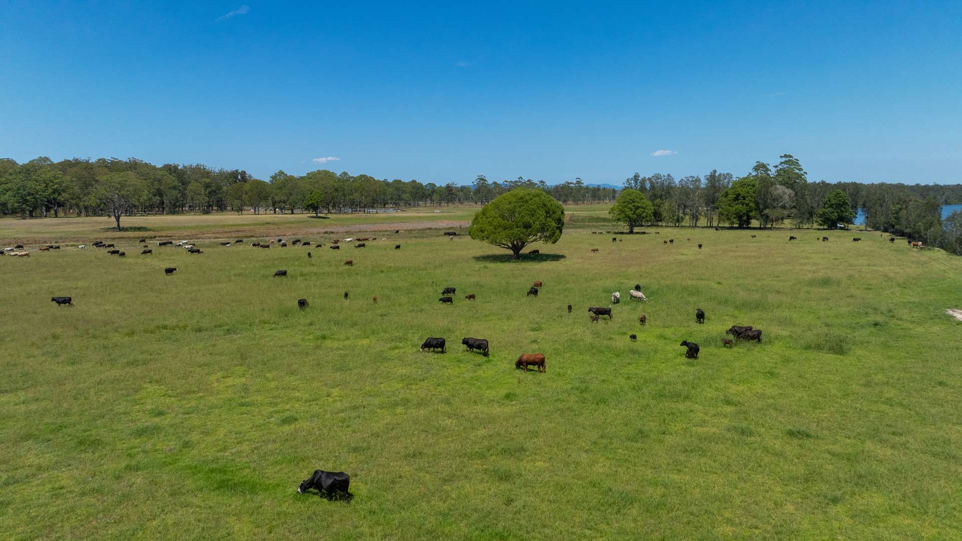 79, 81 & 249 Elliots Road, Nabiac For Sale by Farmbuy.com - image 12