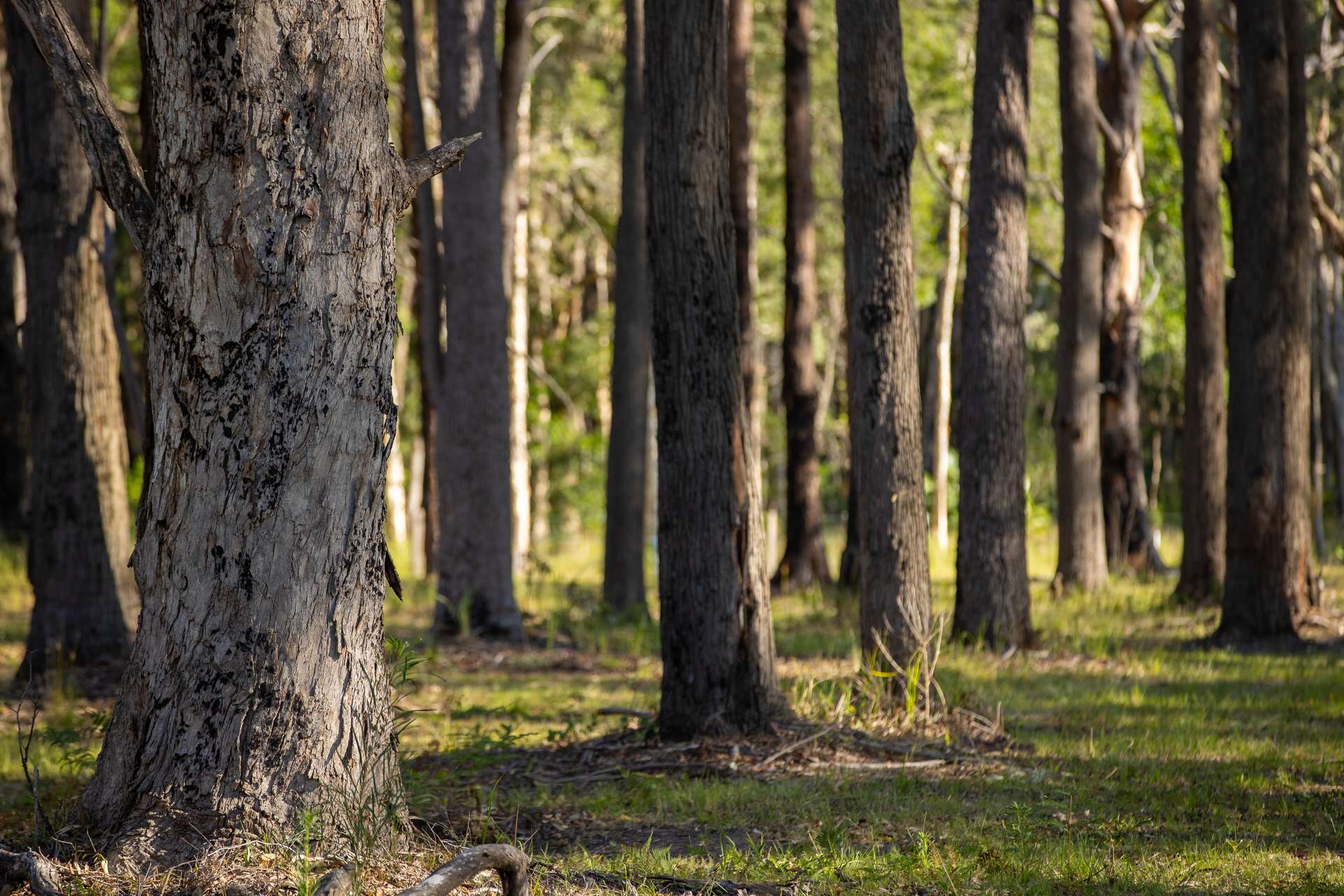 79, 81 & 249 Elliots Road, Nabiac For Sale by Farmbuy.com - image 8