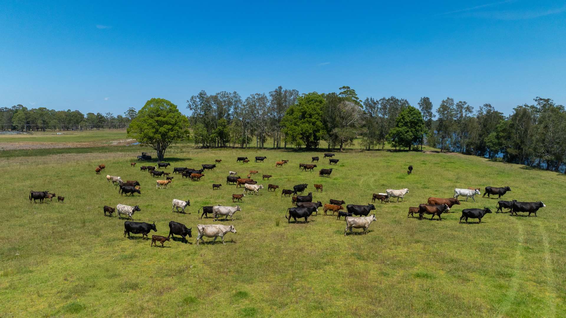 79, 81 & 249 Elliots Road, Nabiac For Sale by Farmbuy.com - image 5