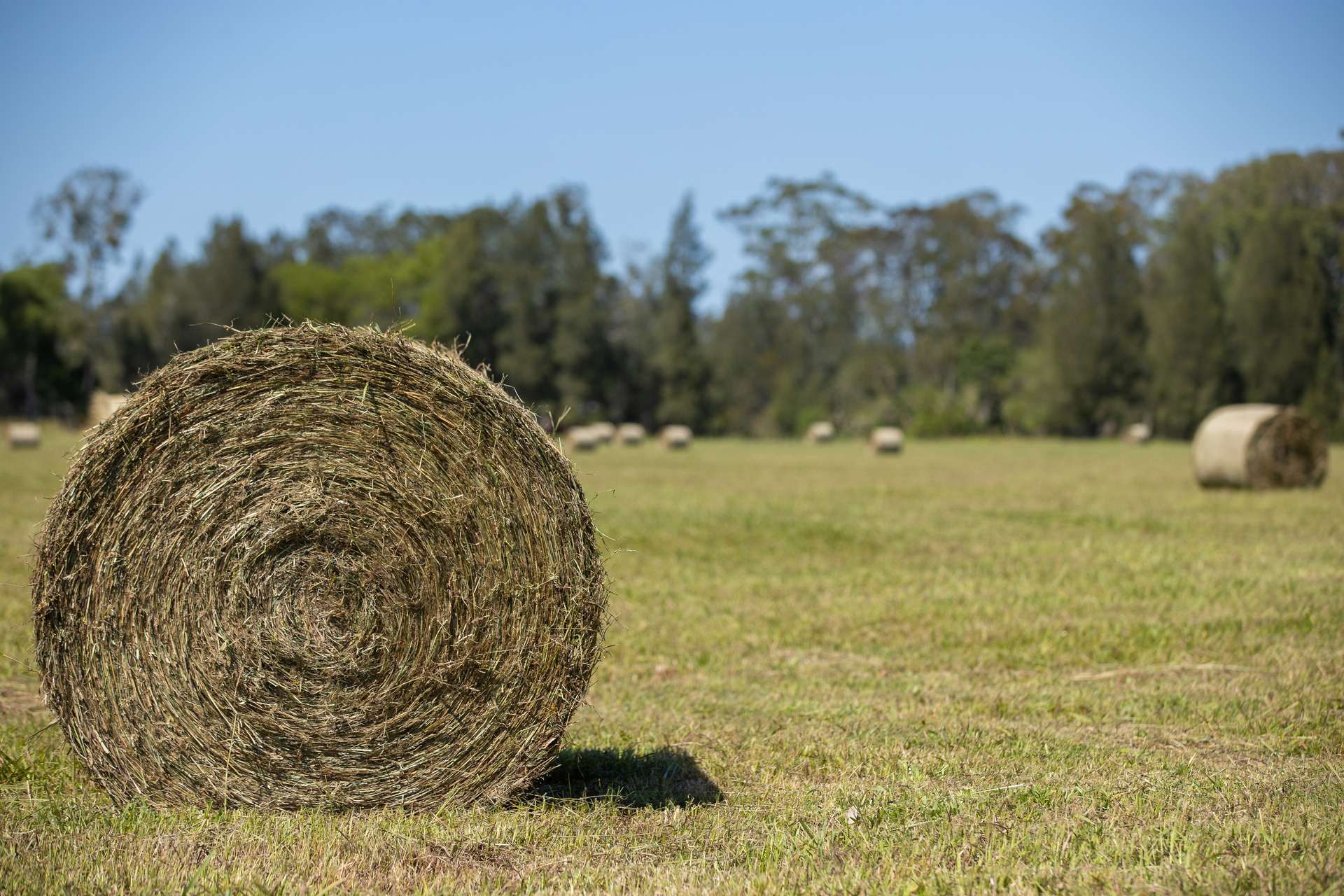 79, 81 & 249 Elliots Road, Nabiac For Sale by Farmbuy.com - image 23