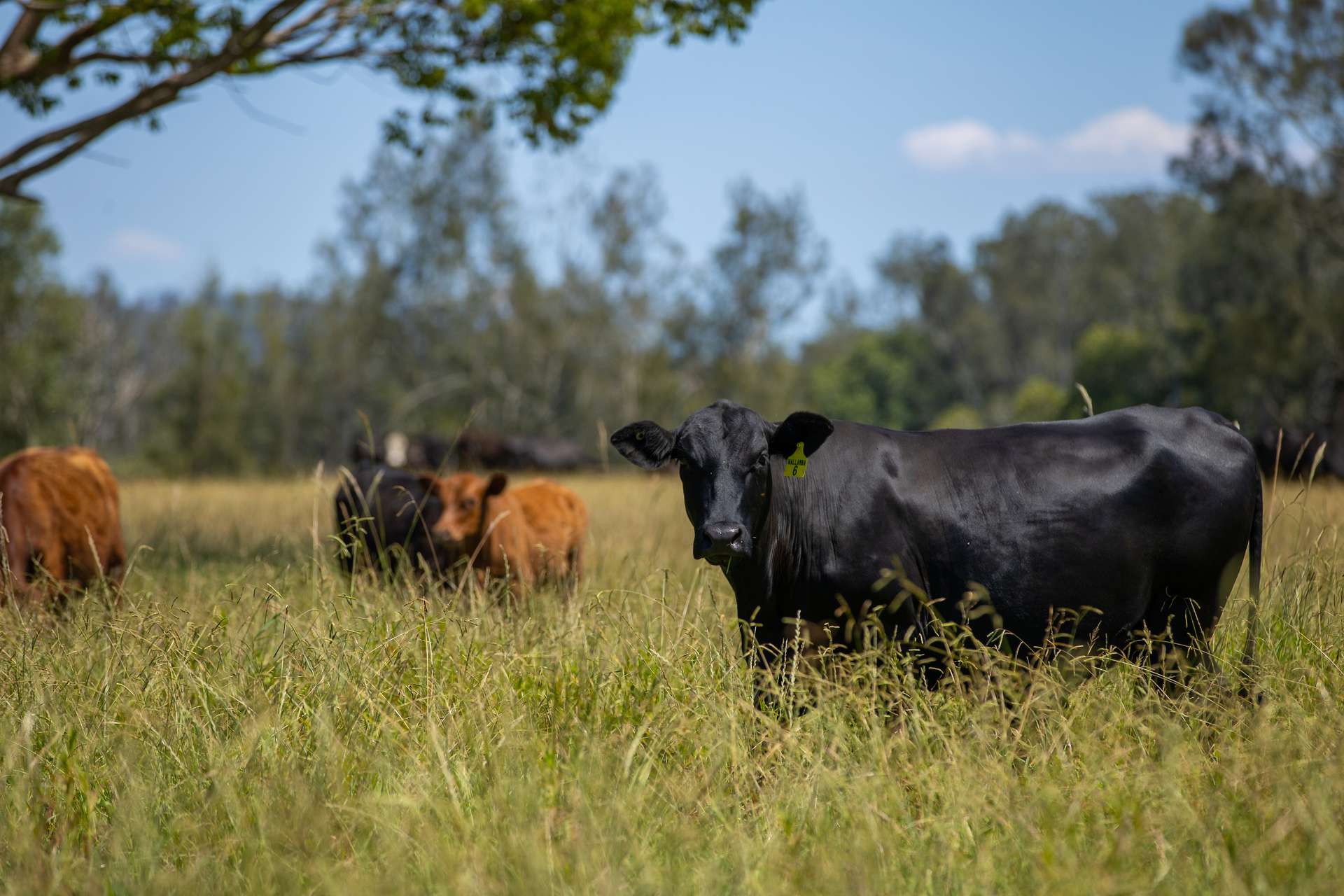 79, 81 & 249 Elliots Road, Nabiac For Sale by Farmbuy.com - image 3