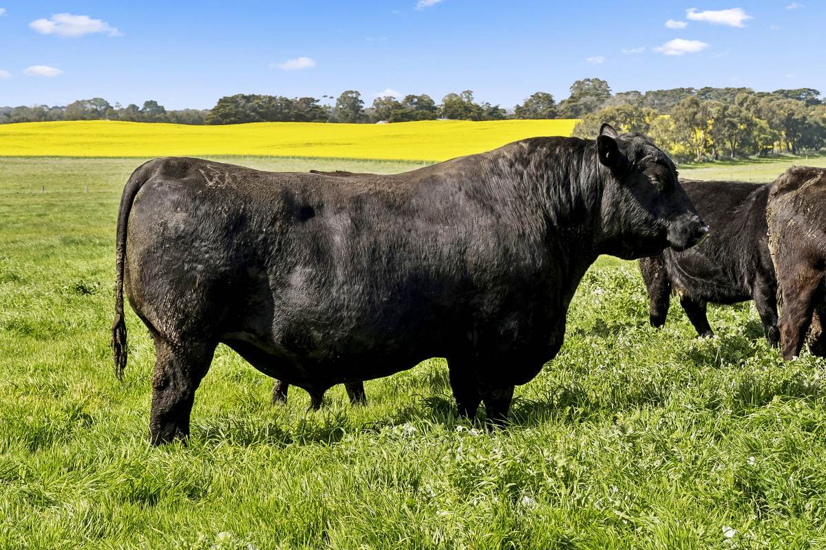 2310 Colac-Ballarat Road, Weering For Sale by Farmbuy.com - image 24