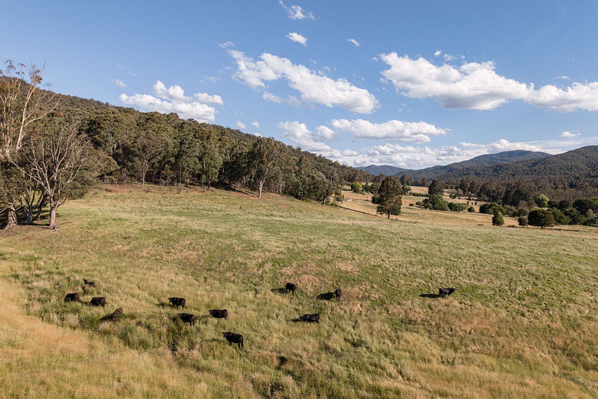 495 Kancoona South Road, Kancoona For Sale by Farmbuy.com - image 21