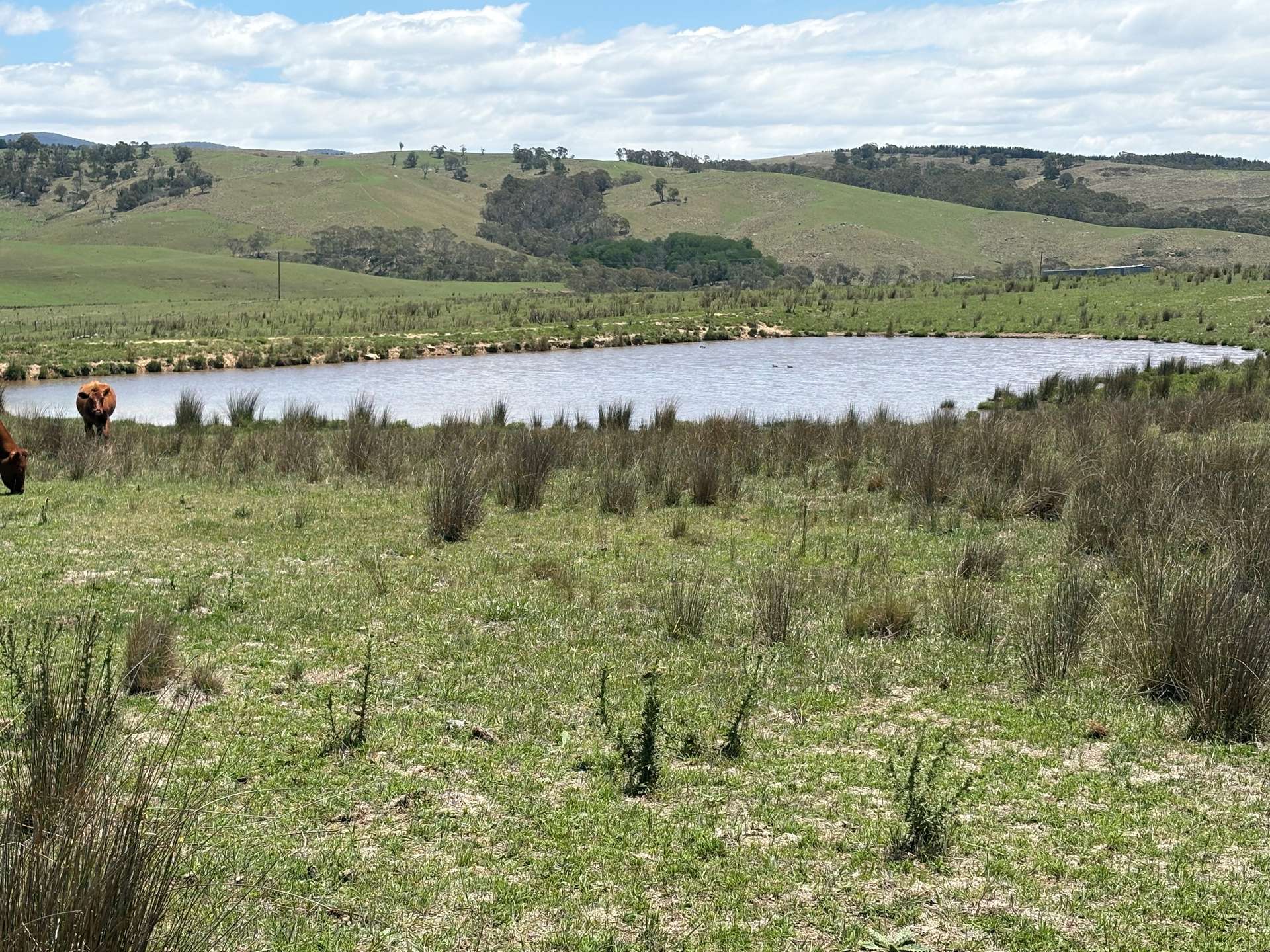 130 Jerrabatgulla Road Via Braidwood, Braidwood For Sale by Farmbuy.com - image 10