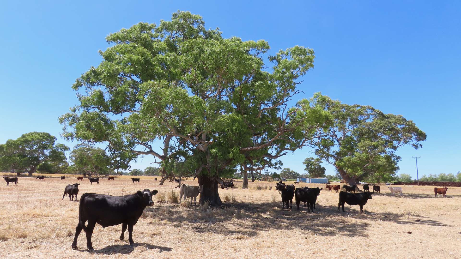 8283 Clay Wells Rd, Penola For Sale by Farmbuy.com - image 2
