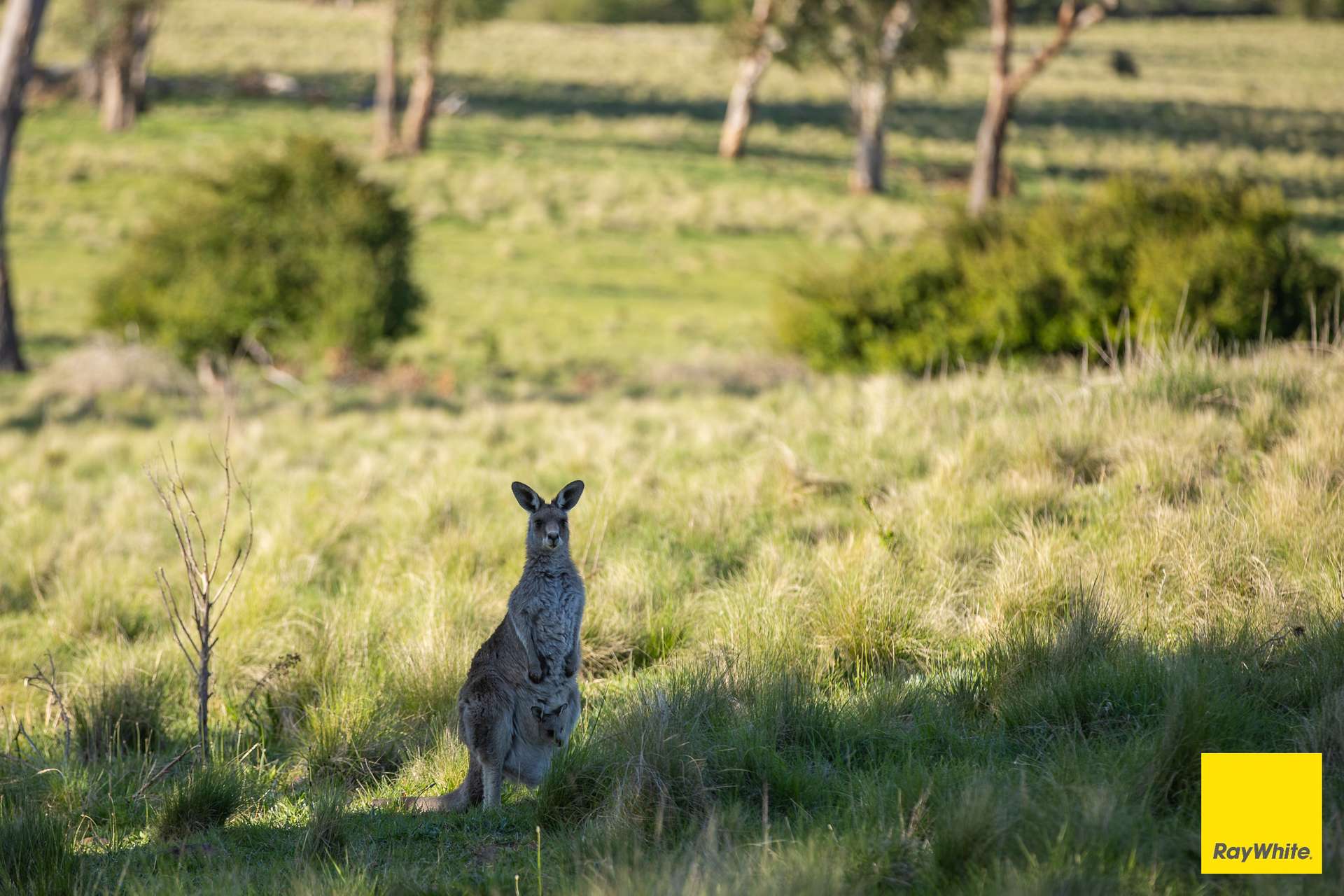 15 Karina Close, Armidale For Sale by Farmbuy.com - image 2
