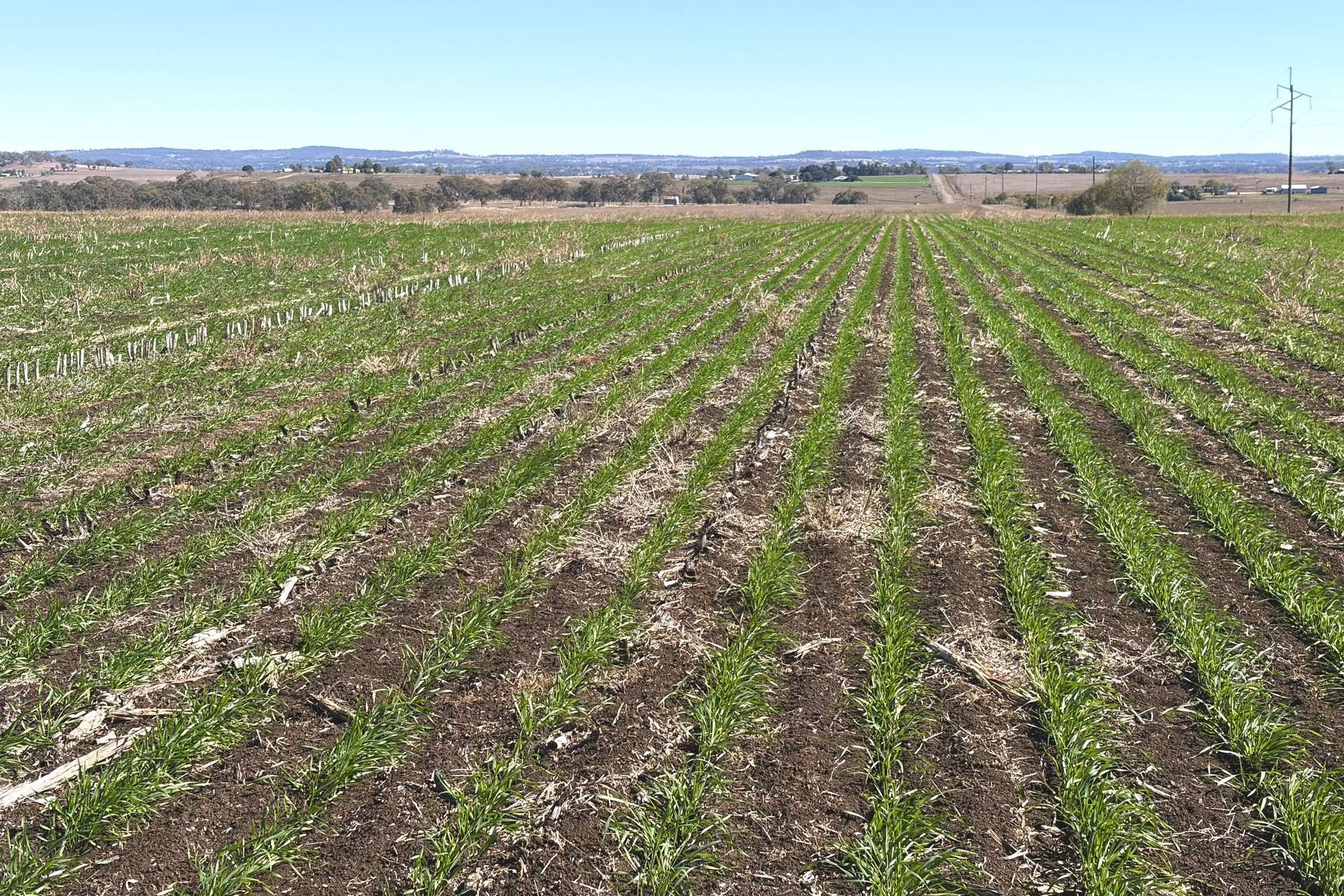 Lot 50 Rosenberger Road, Wyreema For Sale by Farmbuy.com - image 17