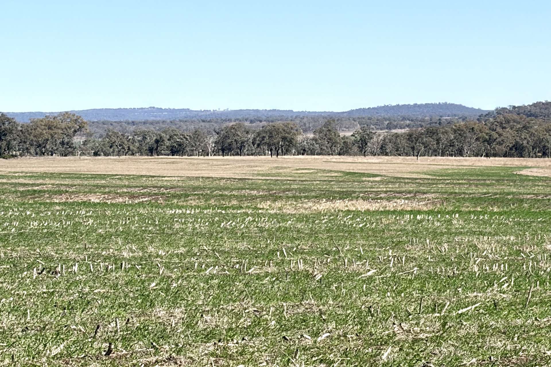 Lot 50 Rosenberger Road, Wyreema For Sale by Farmbuy.com - image 1