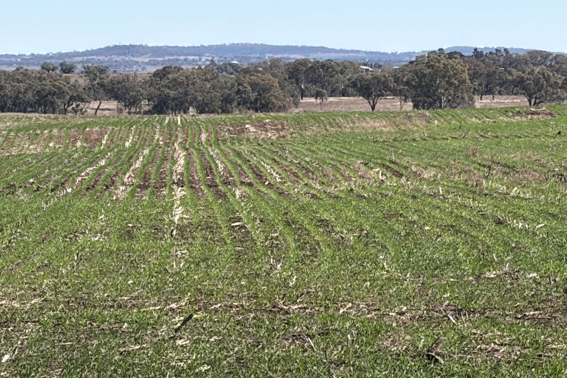 Lot 50 Rosenberger Road, Wyreema For Sale by Farmbuy.com - image 6