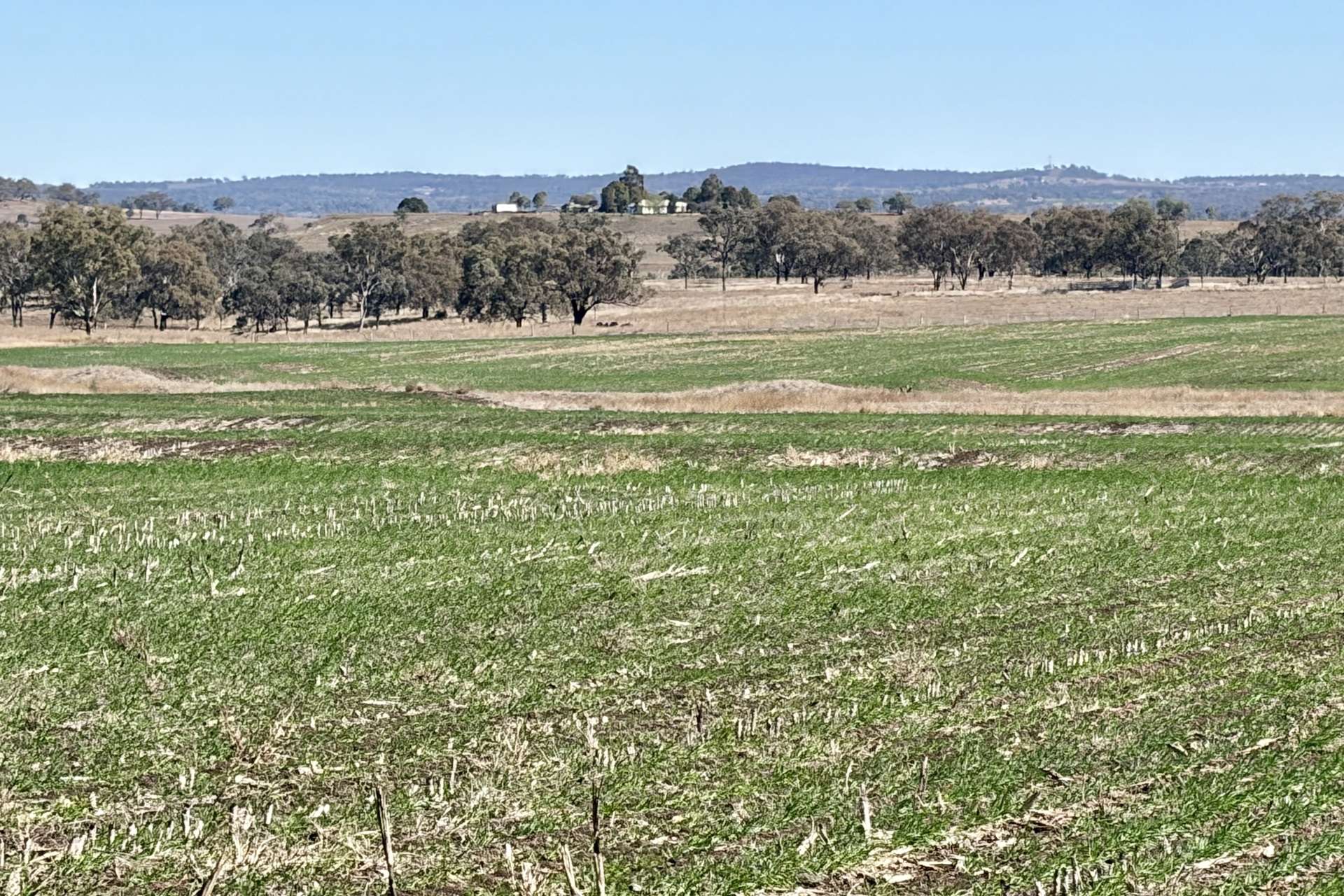 Lot 50 Rosenberger Road, Wyreema For Sale by Farmbuy.com - image 4