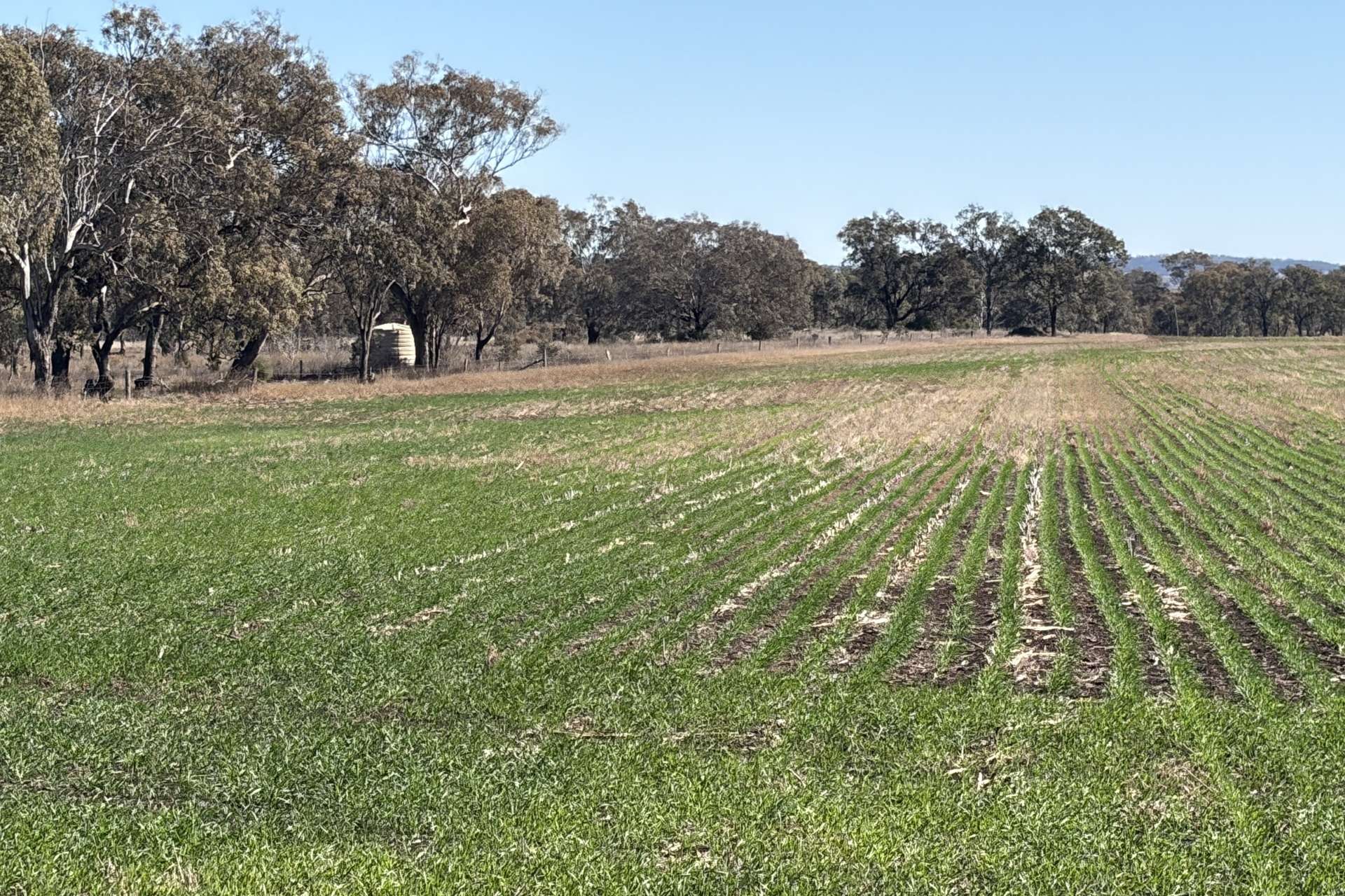 Lot 50 Rosenberger Road, Wyreema For Sale by Farmbuy.com - image 7