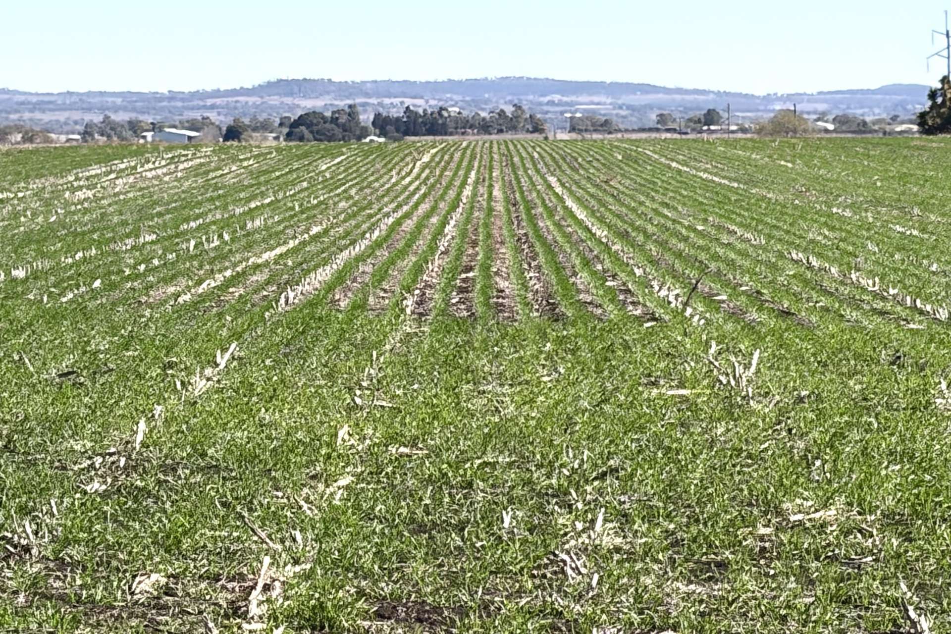 Lot 50 Rosenberger Road, Wyreema For Sale by Farmbuy.com - image 2