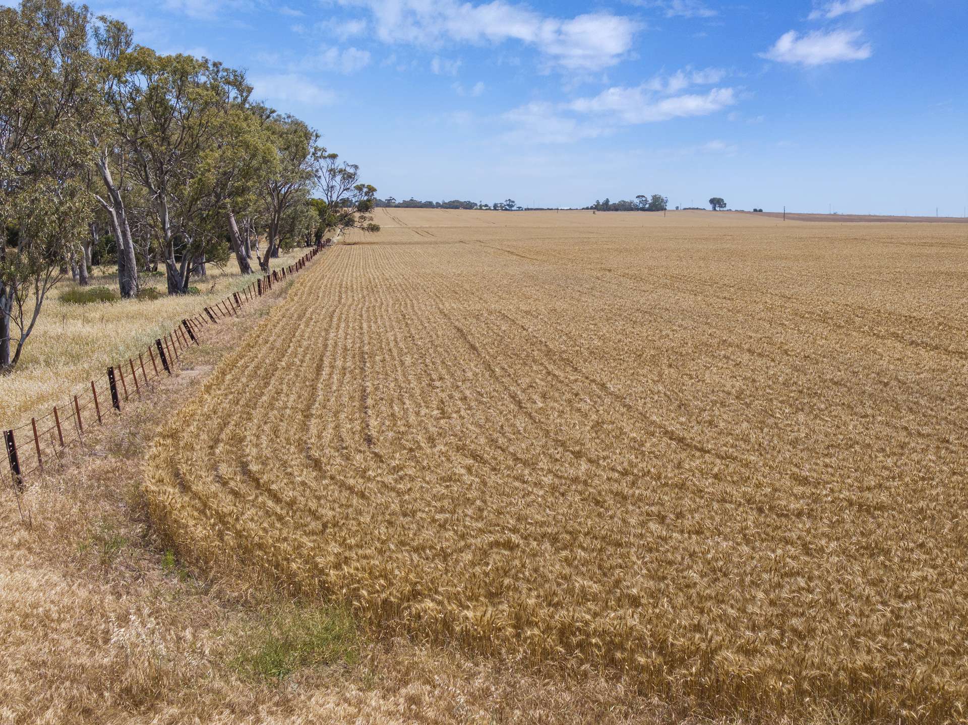 'Ryans' Severins Road, Freeling Sold by Farmbuy.com - image 13