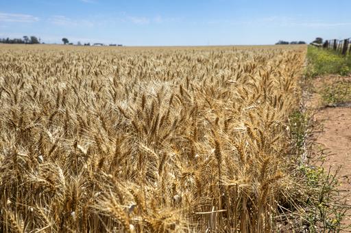 Farm Sold - SA - Freeling - 5372 - Blue-Chip Arable Land in the Heart of the Freeling District 