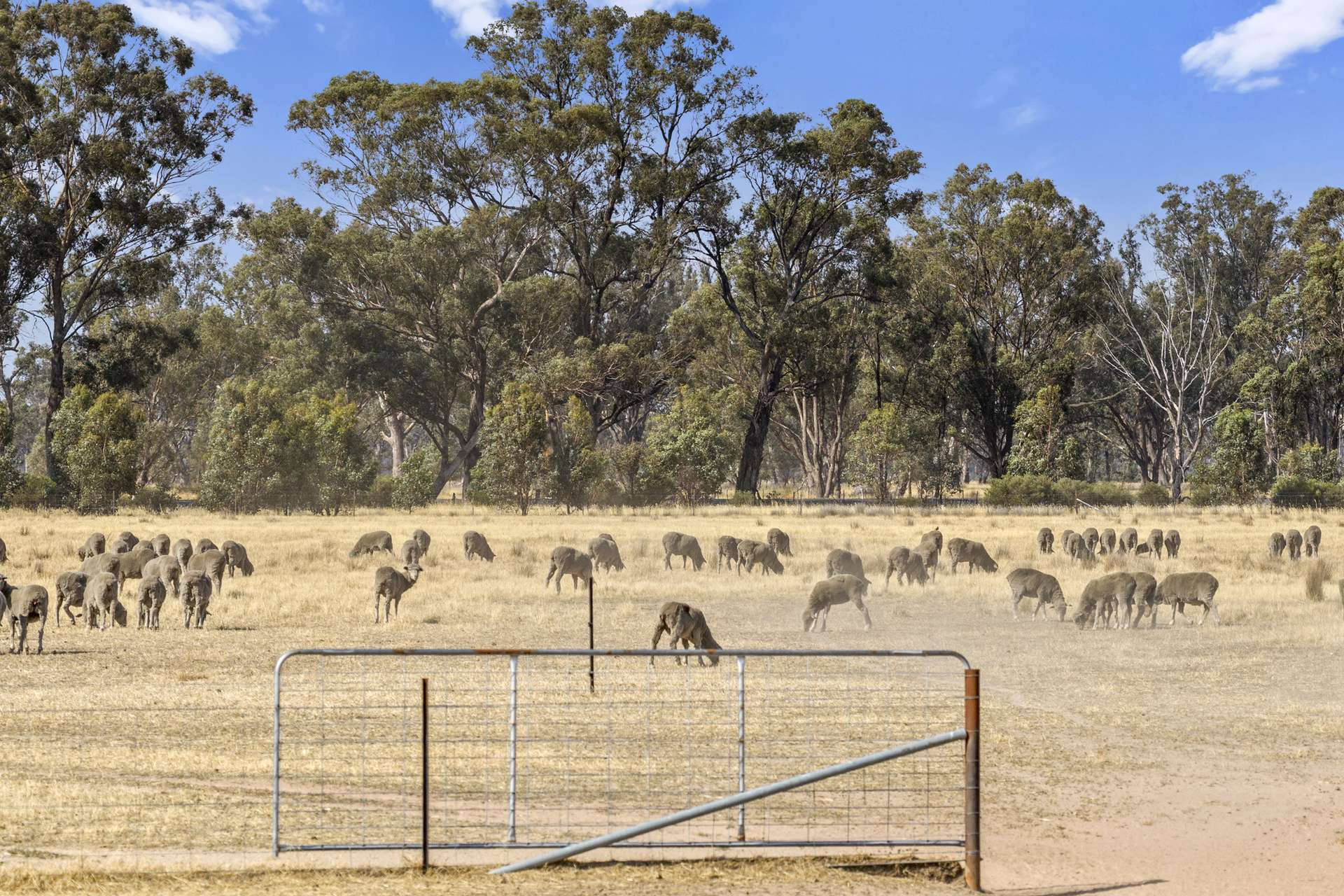 Nagambie-Locksley Road, Tabilk For Sale by Farmbuy.com - image 13