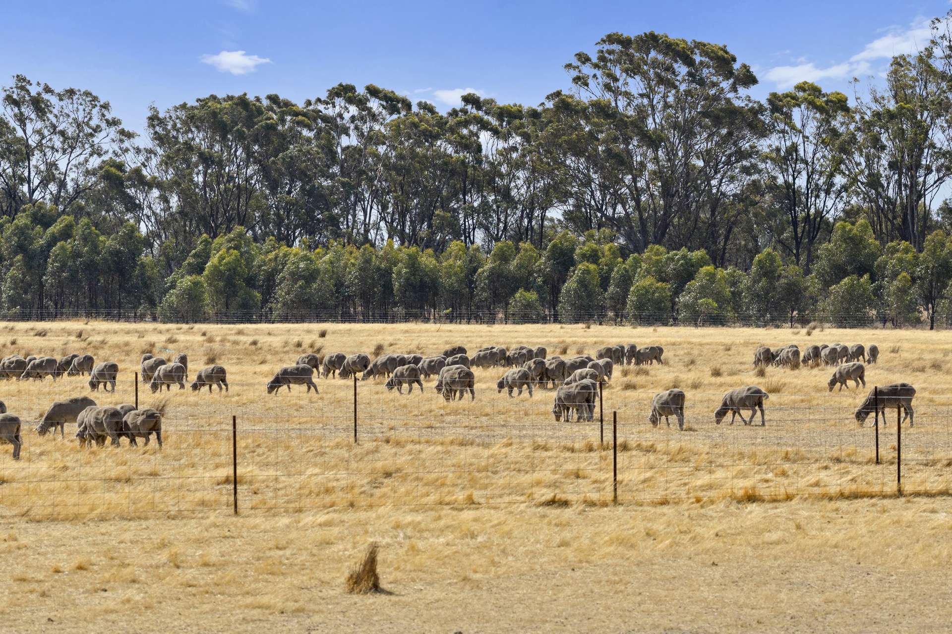 Nagambie-Locksley Road, Tabilk For Sale by Farmbuy.com - image 11
