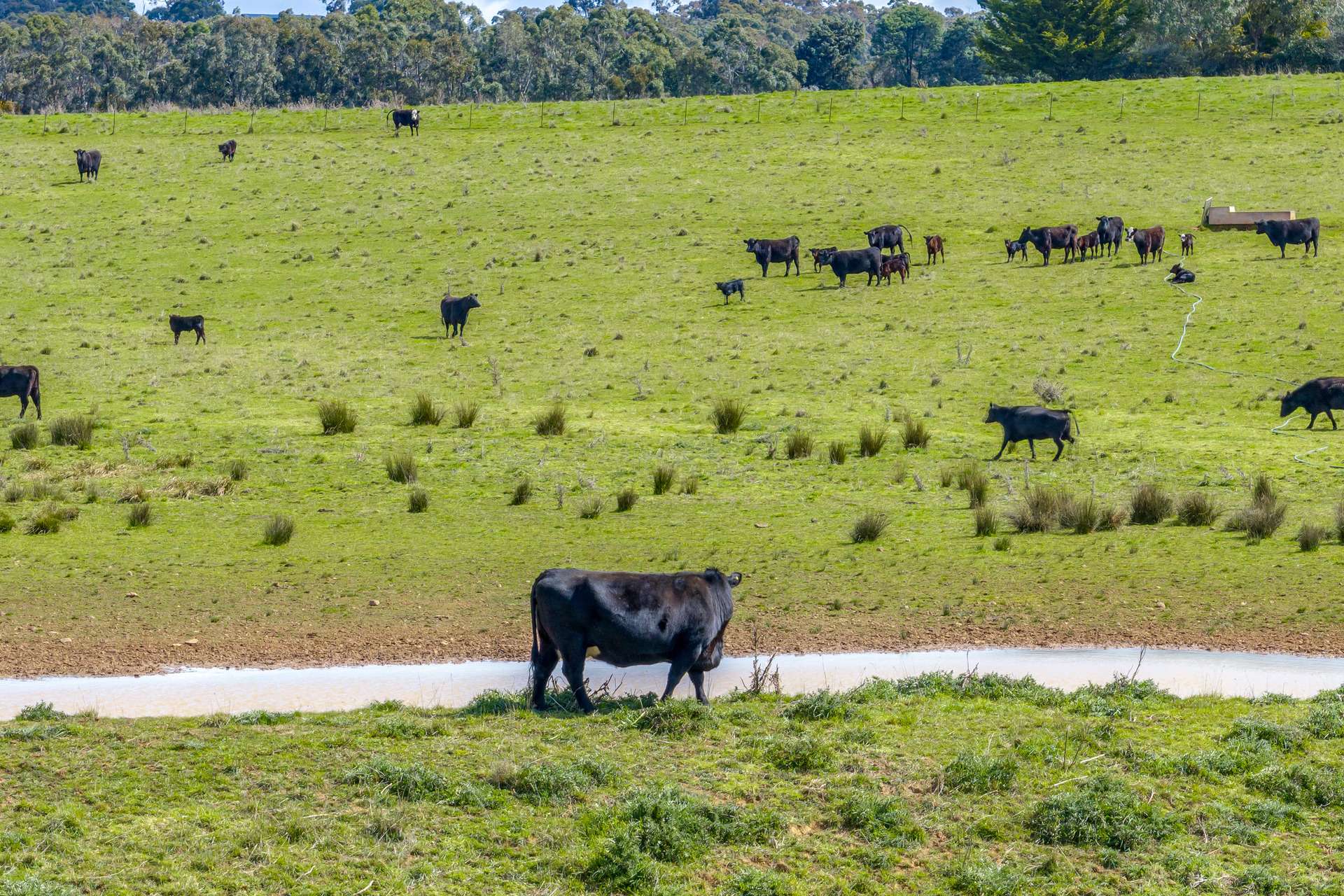 Lot 85, 1182 Yalbraith Road, Taralga For Sale by Farmbuy.com - image 2
