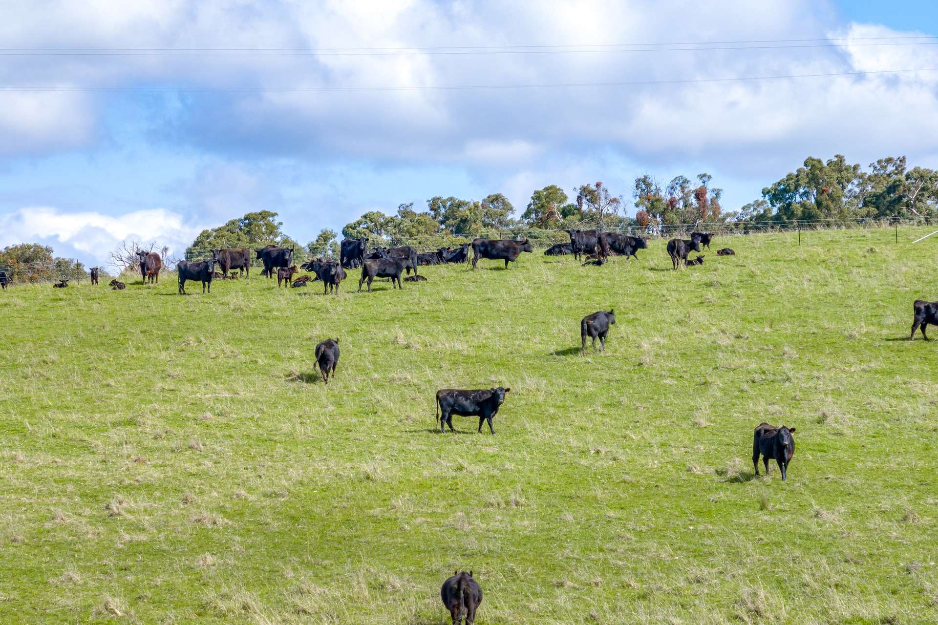 Lot 85, 1182 Yalbraith Road, Taralga For Sale by Farmbuy.com - image 6