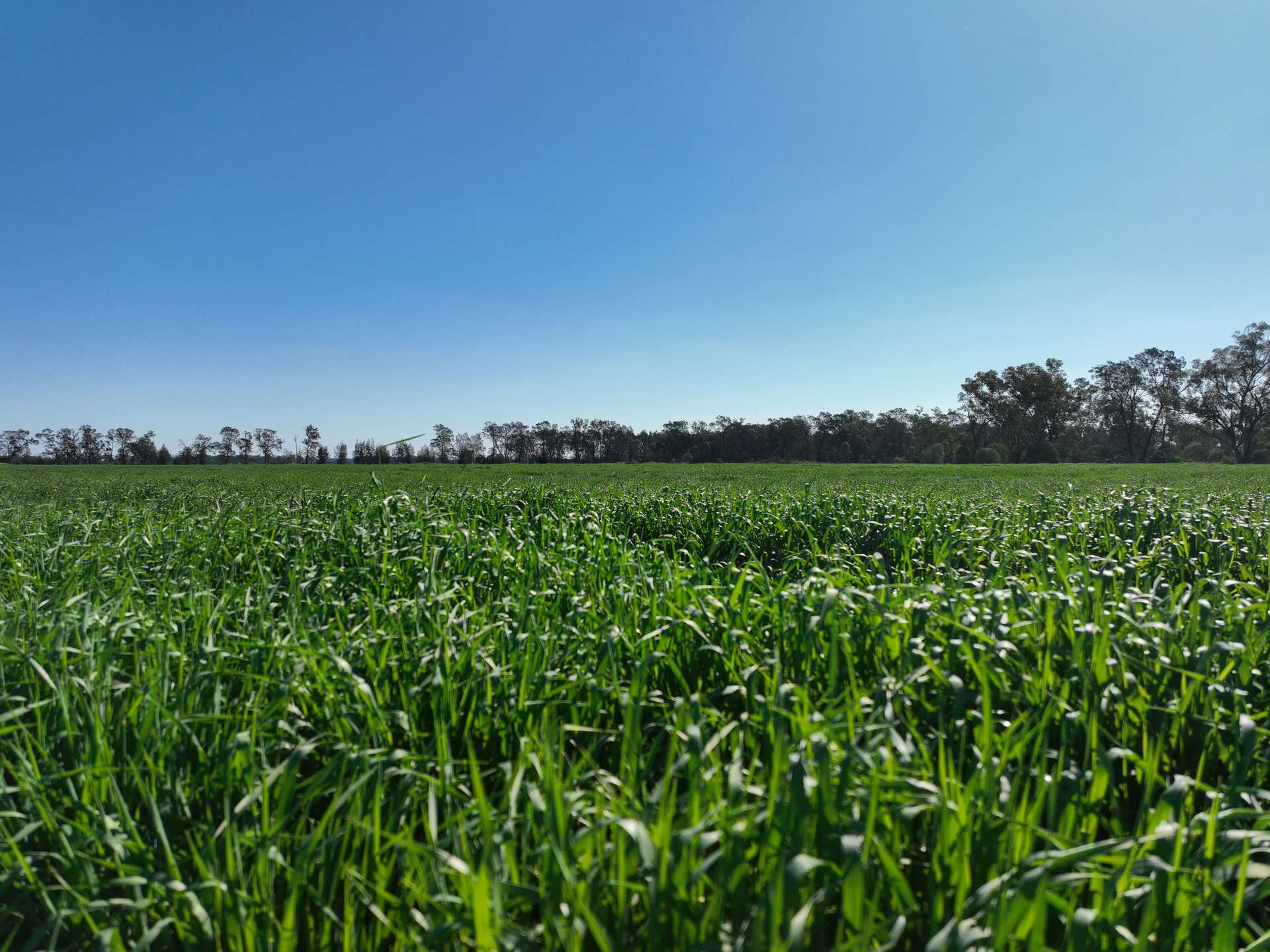 'The Pines' 211 Dicks Camp Road, Collie For Sale by Farmbuy.com - image 8