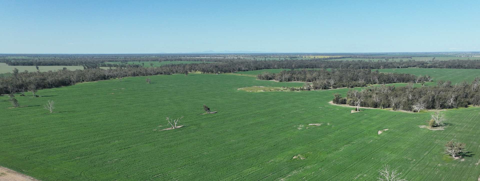 'The Pines' 211 Dicks Camp Road, Collie For Sale by Farmbuy.com - image 3