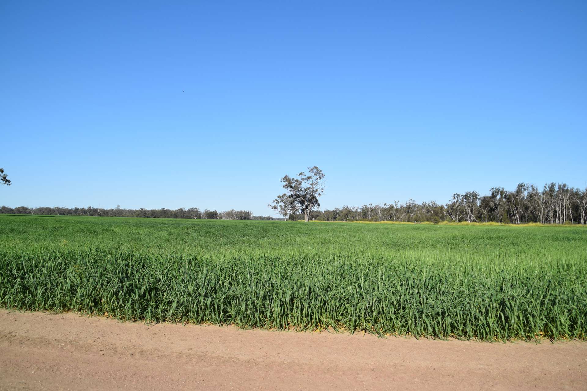 'The Pines' 211 Dicks Camp Road, Collie For Sale by Farmbuy.com - image 15