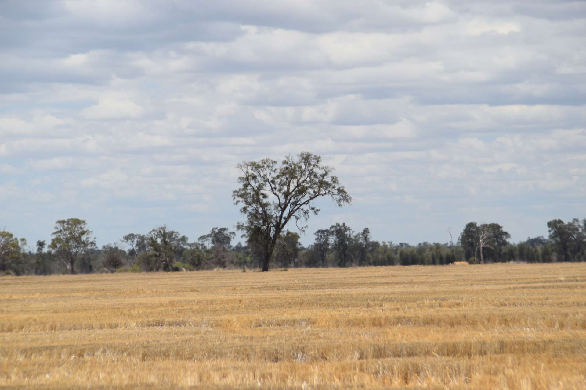 'The Pines' 211 Dicks Camp Road, Collie For Sale by Farmbuy.com - image 29