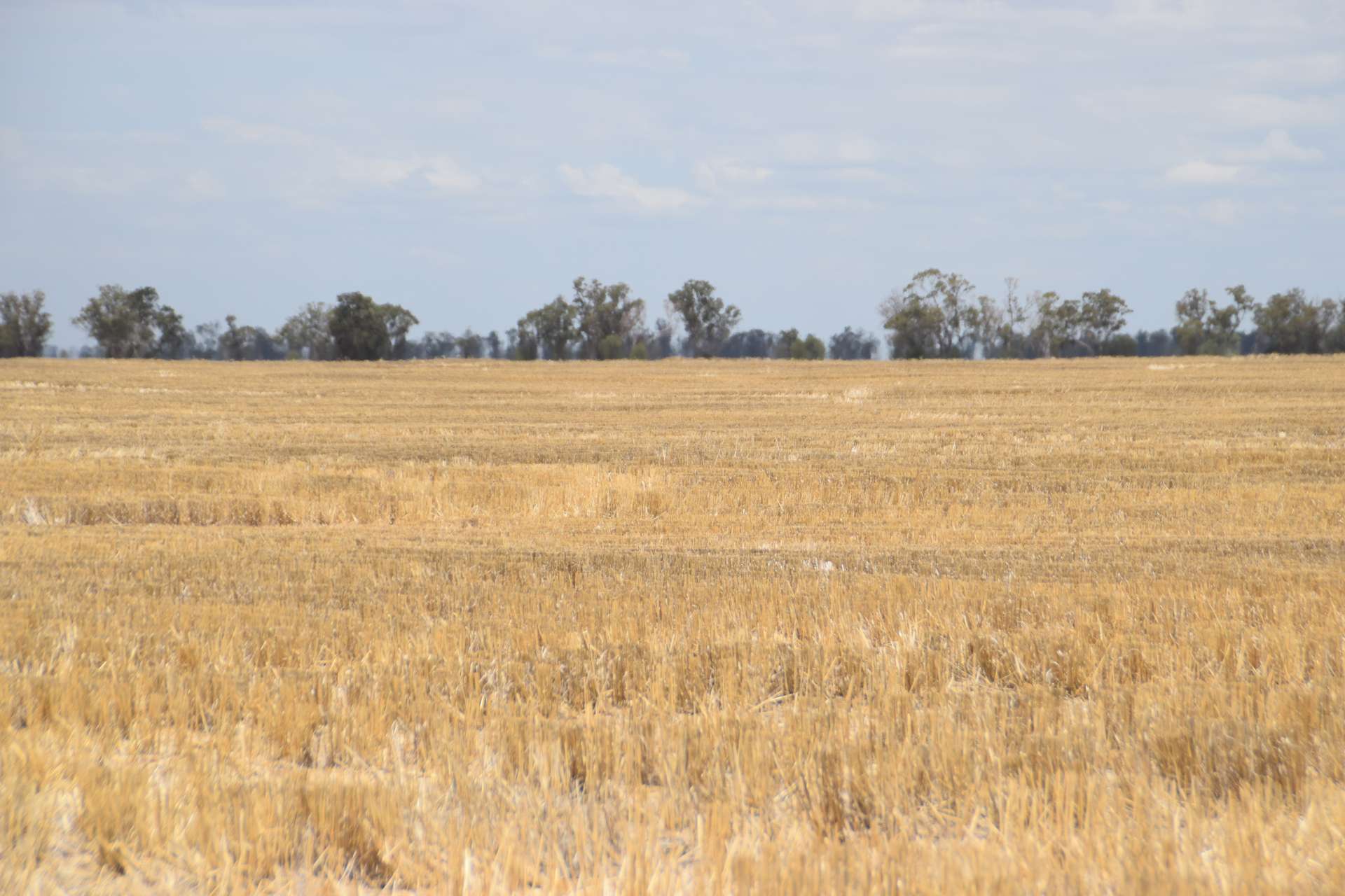 'The Pines' 211 Dicks Camp Road, Collie For Sale by Farmbuy.com - image 30