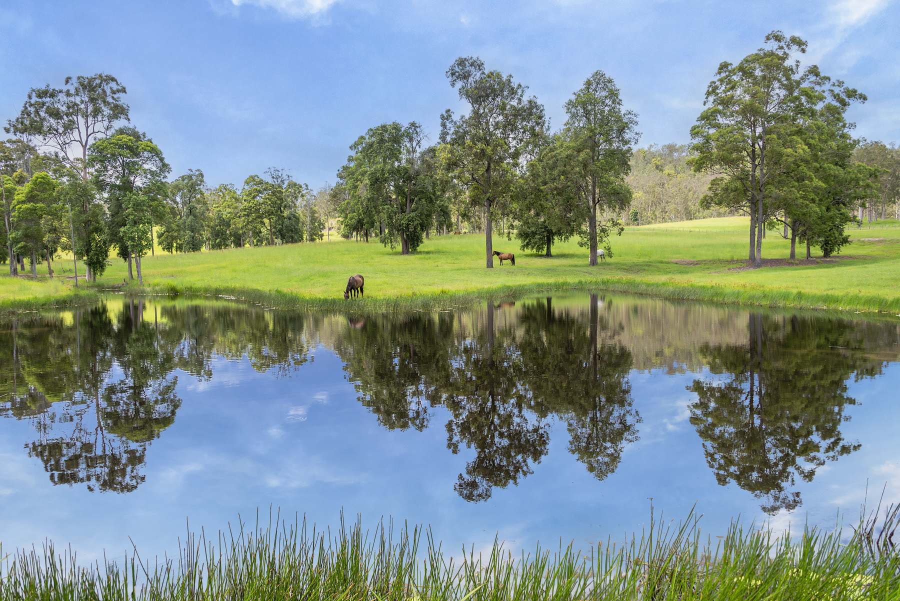 240 Keefton Road, Woondum For Sale by Farmbuy.com - image 4