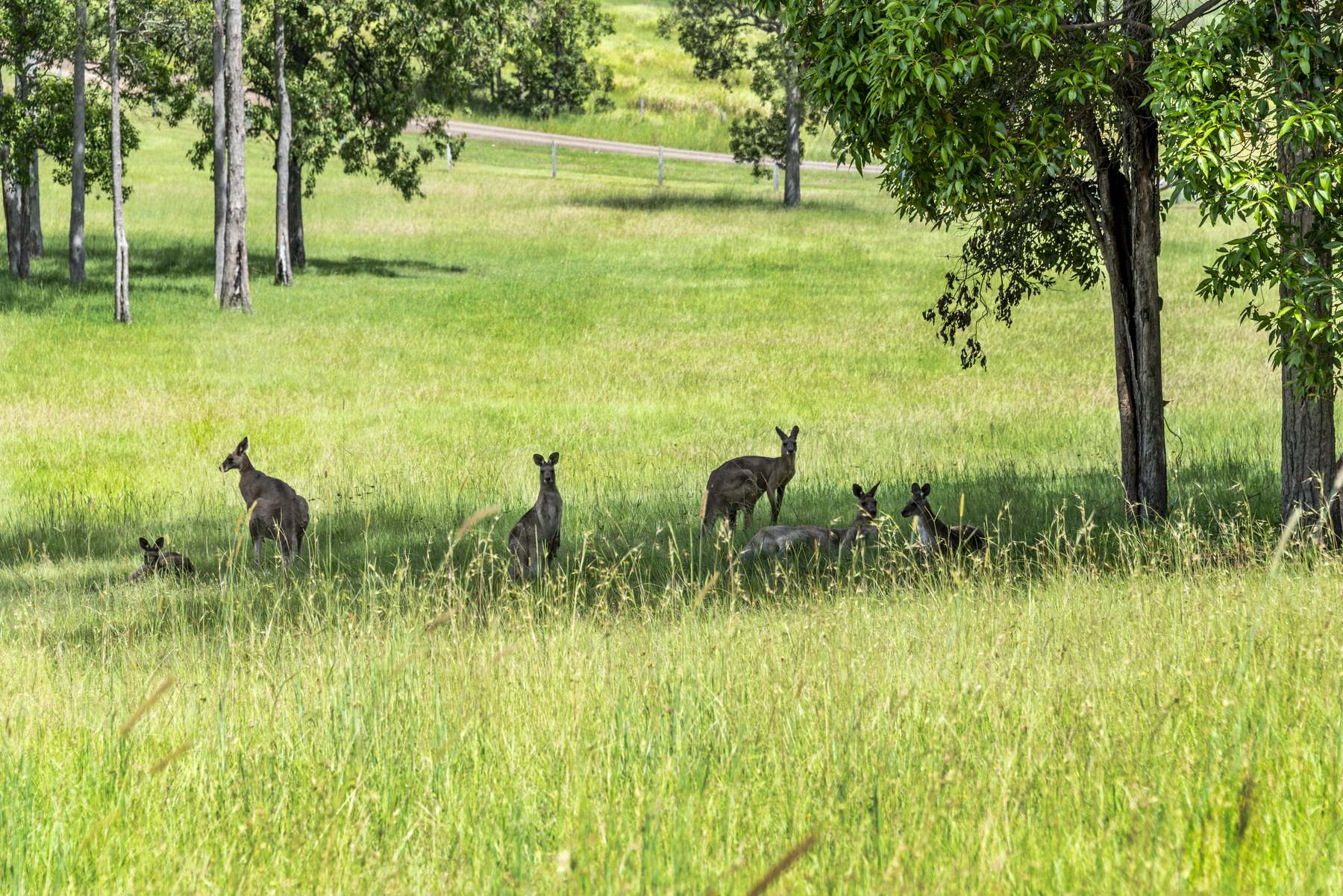 240 Keefton Road, Woondum For Sale by Farmbuy.com - image 34