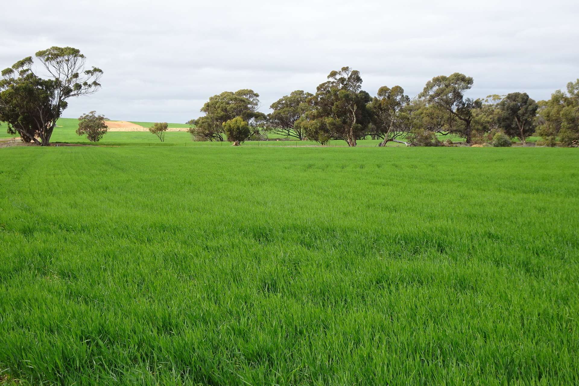 747 Yenellin Road, East Pingelly For Sale by Farmbuy.com - image 3