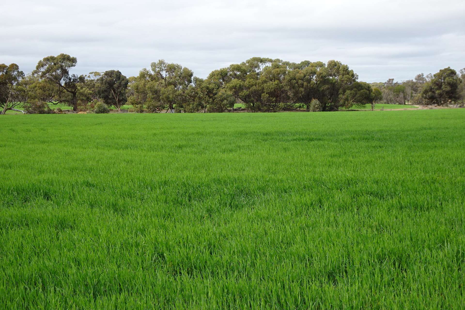 747 Yenellin Road, East Pingelly For Sale by Farmbuy.com - image 4