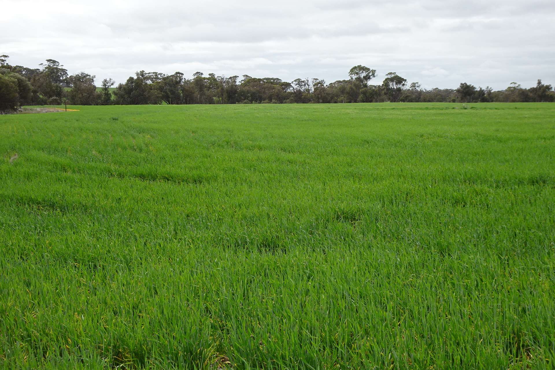 747 Yenellin Road, East Pingelly For Sale by Farmbuy.com - image 7