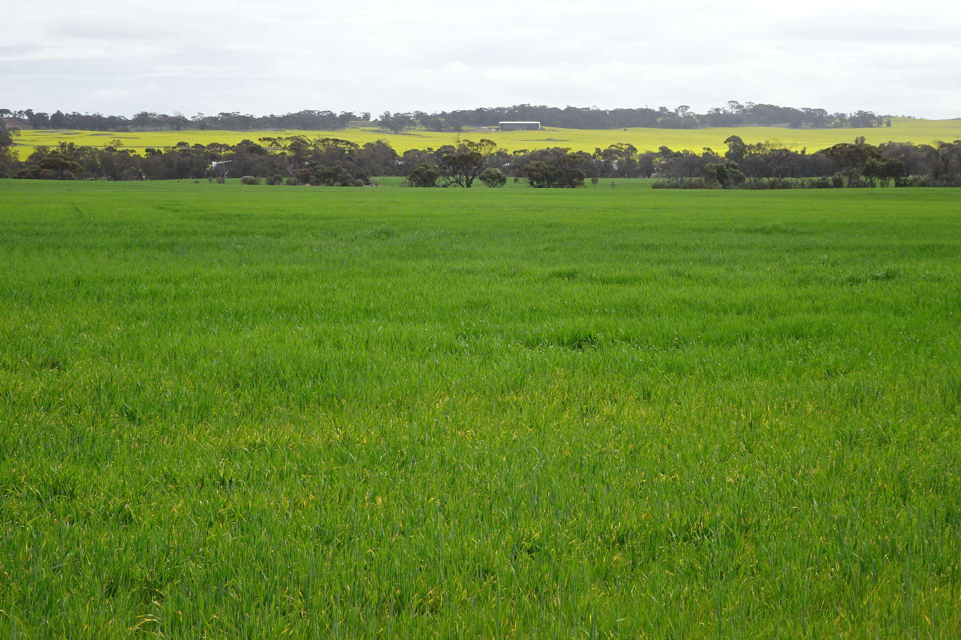747 Yenellin Road, East Pingelly For Sale by Farmbuy.com - image 5