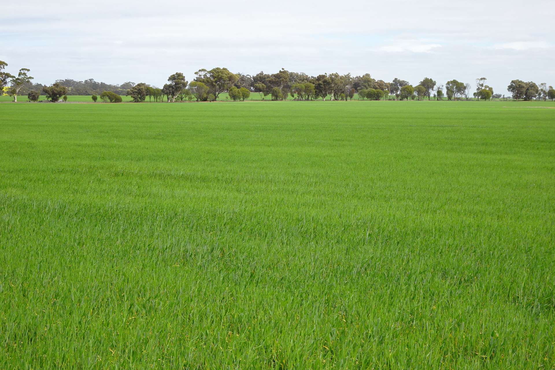 747 Yenellin Road, East Pingelly For Sale by Farmbuy.com - image 8