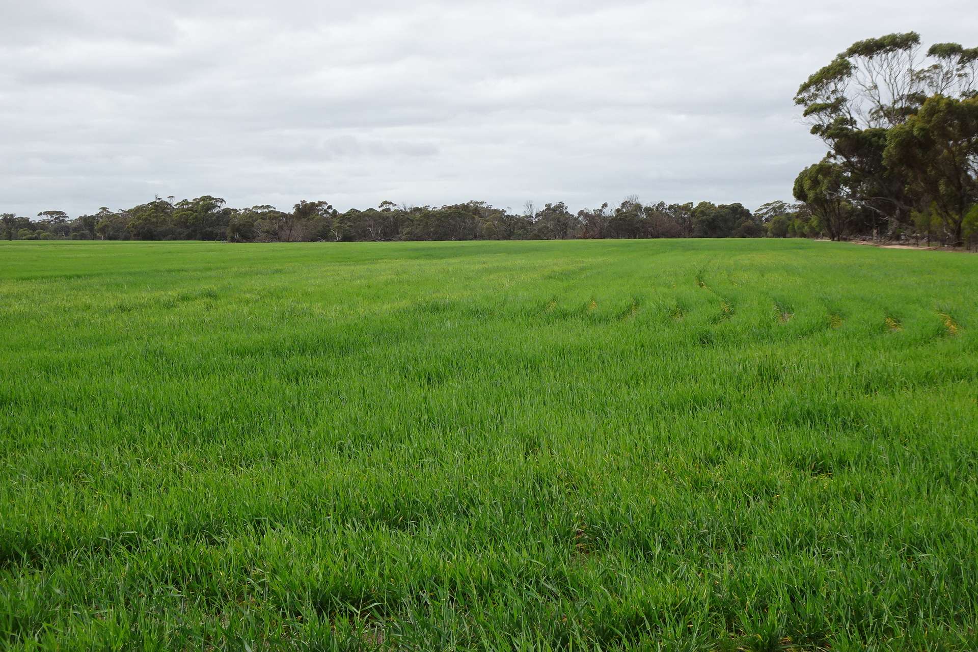 747 Yenellin Road, East Pingelly For Sale by Farmbuy.com - image 6
