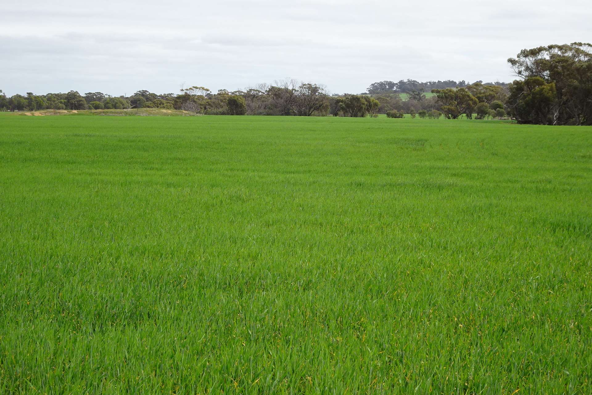 747 Yenellin Road, East Pingelly For Sale by Farmbuy.com - image 9