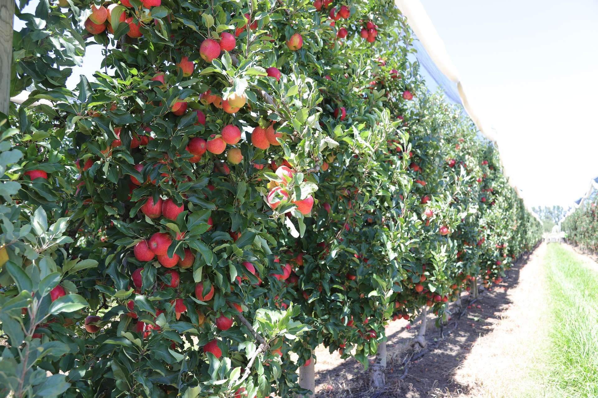 Orrvale For Sale by Farmbuy.com - image 8