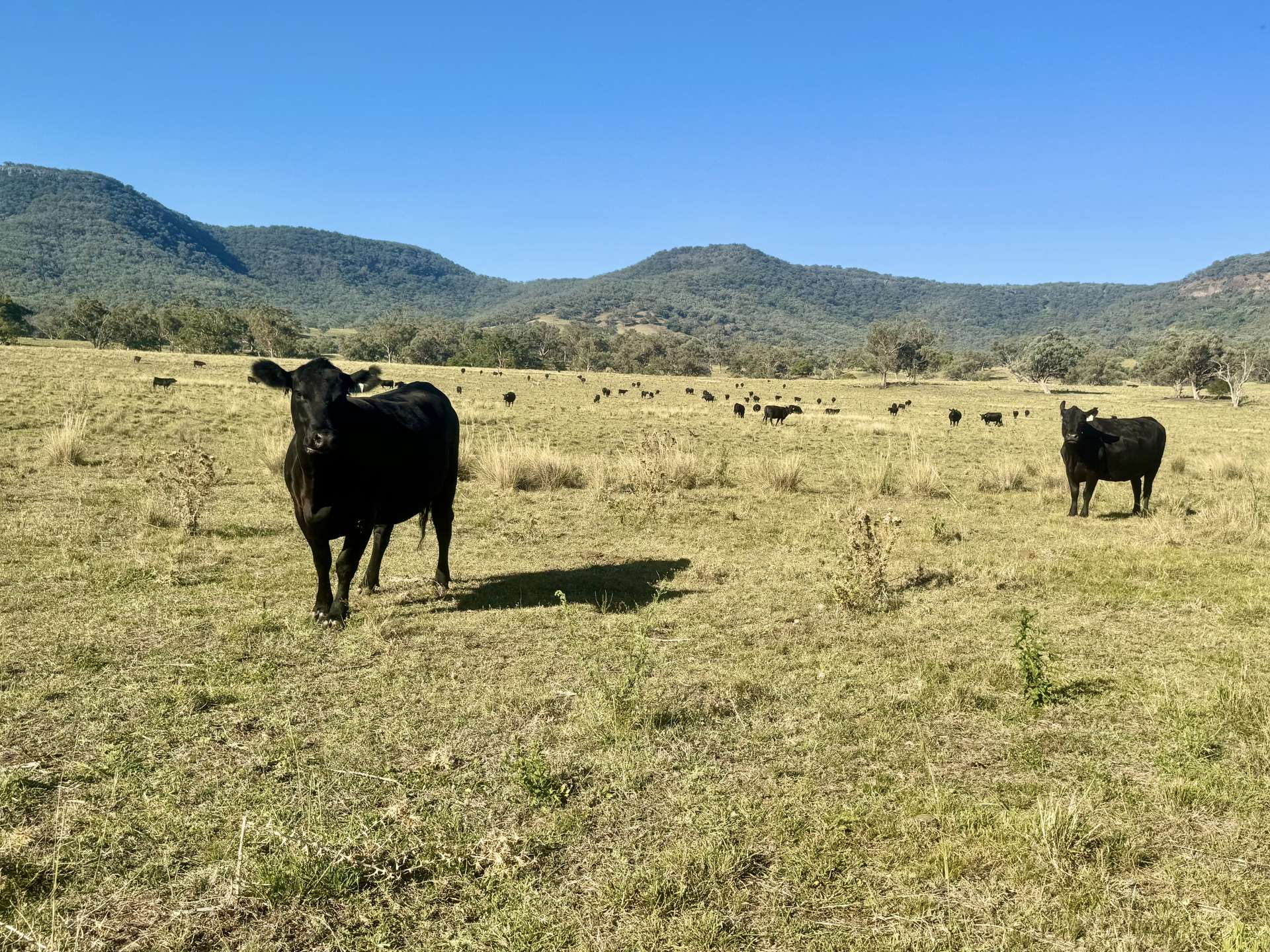"Bindi" 1229 Bundella Creek Road Bundella Via, Quirindi Sold by Farmbuy.com - image 10