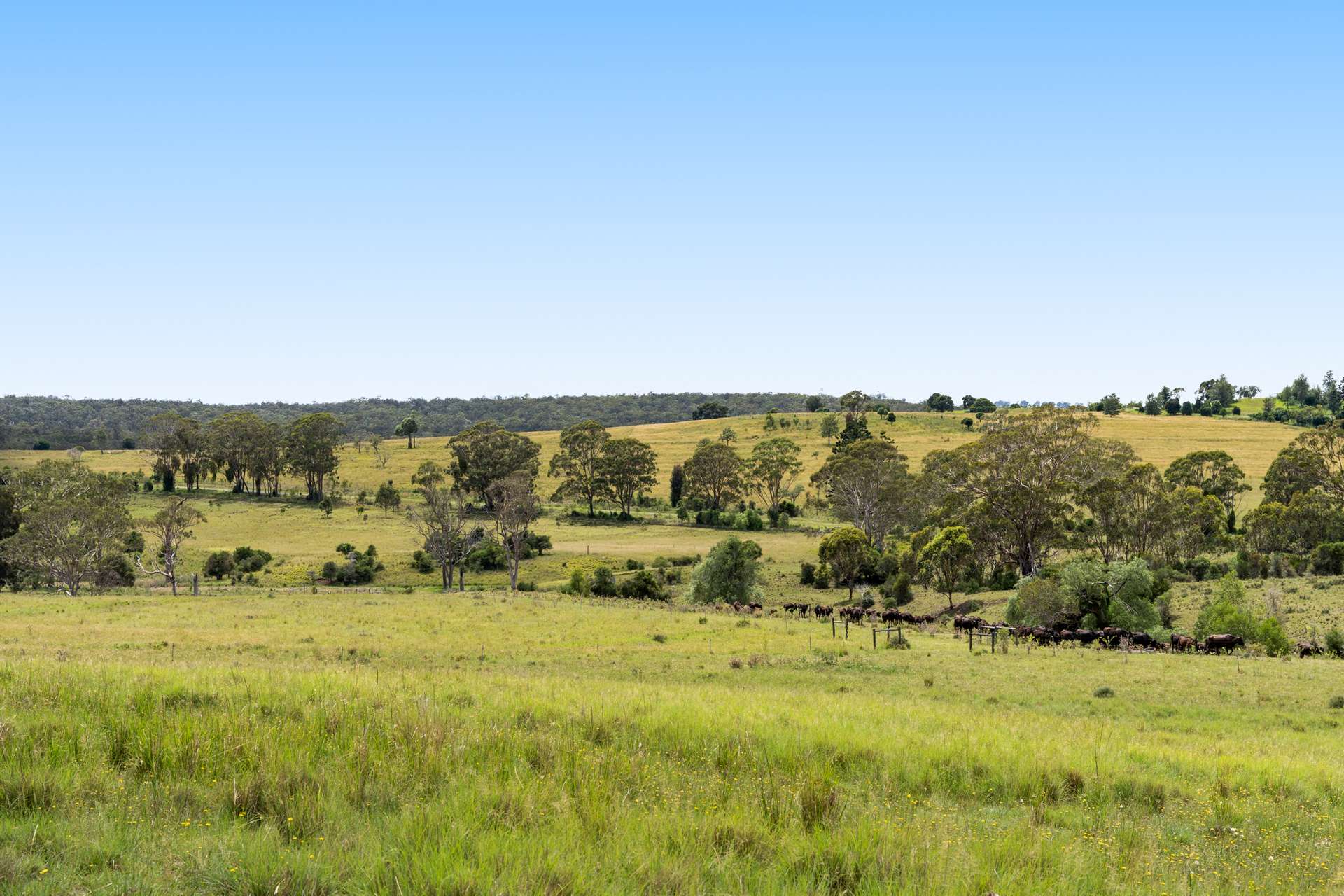 138 Djuan Road, Crows Nest Sold by Farmbuy.com - image 16