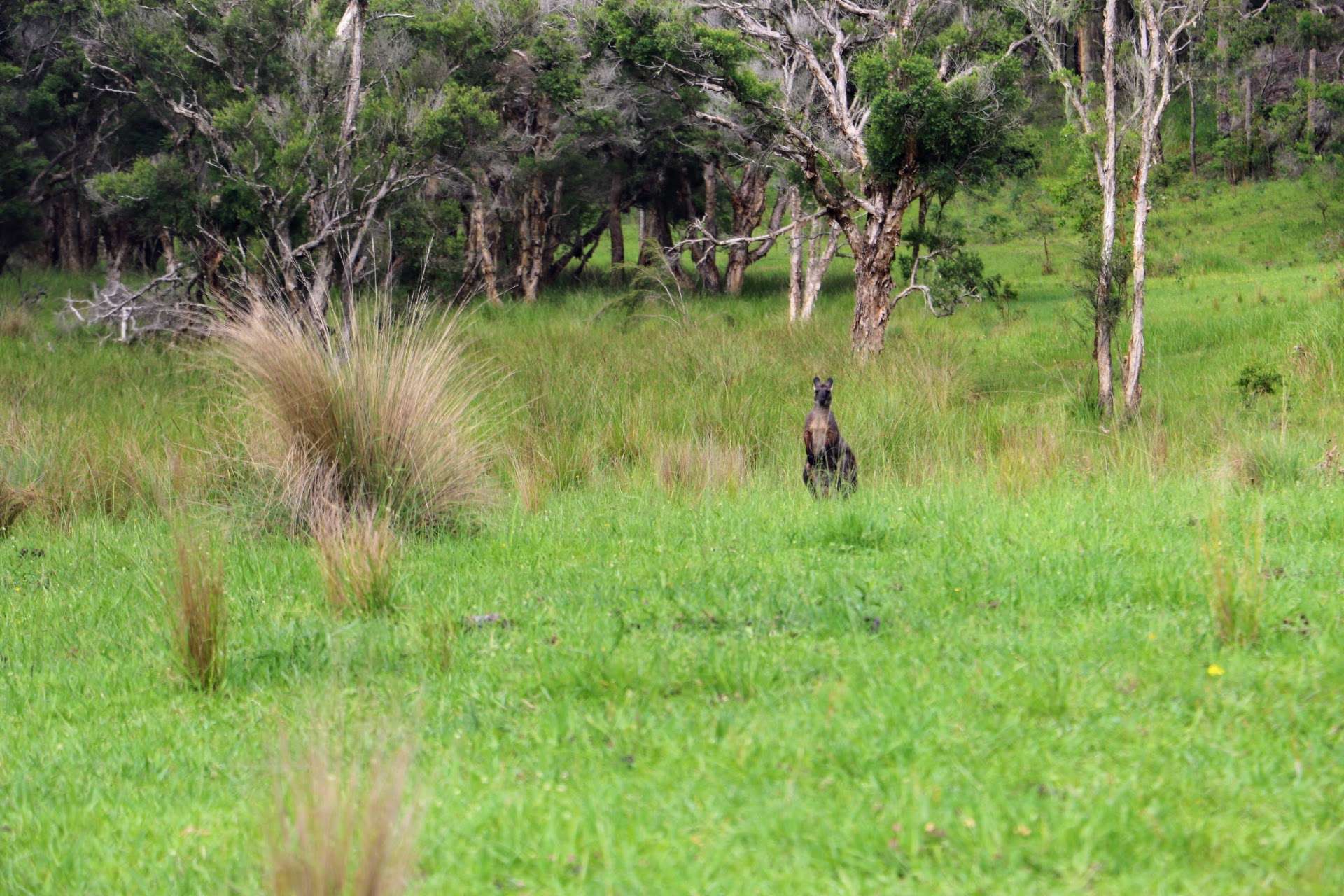 Lot 314, 1341A Putty Valley Road, Putty For Sale by Farmbuy.com - image 6