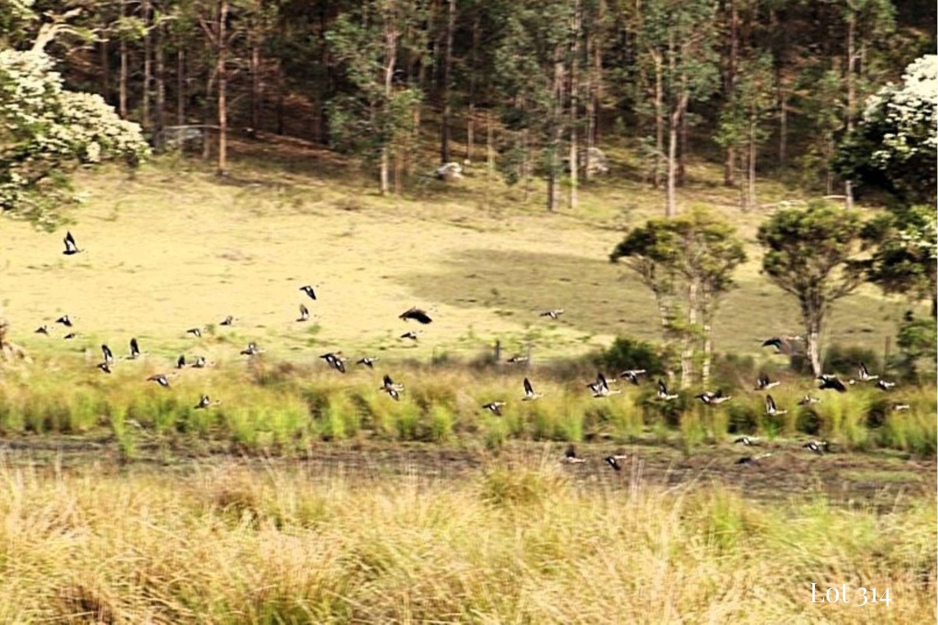 Lot 314, 1341A Putty Valley Road, Putty For Sale by Farmbuy.com - image 5